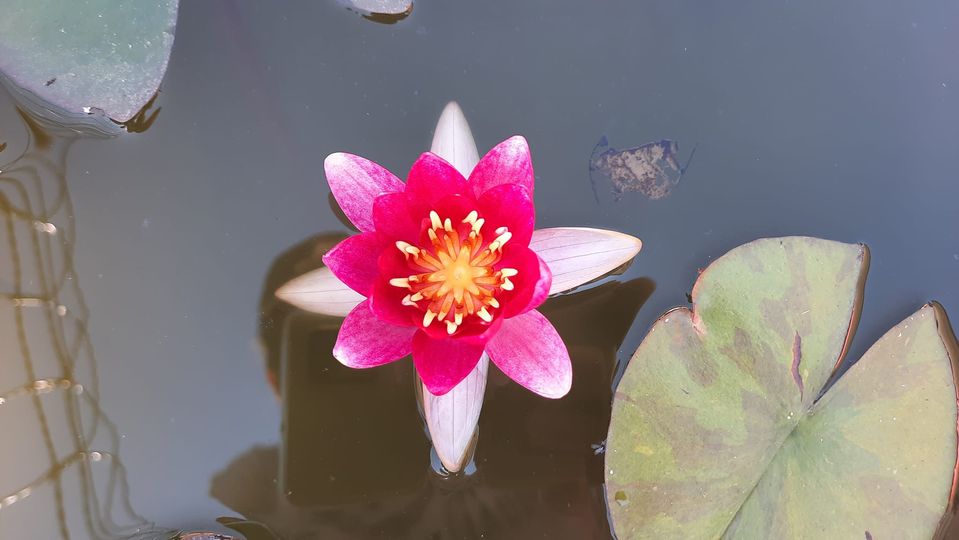 acheter nymphaea Attorney Elrod for sale buy on line (3)