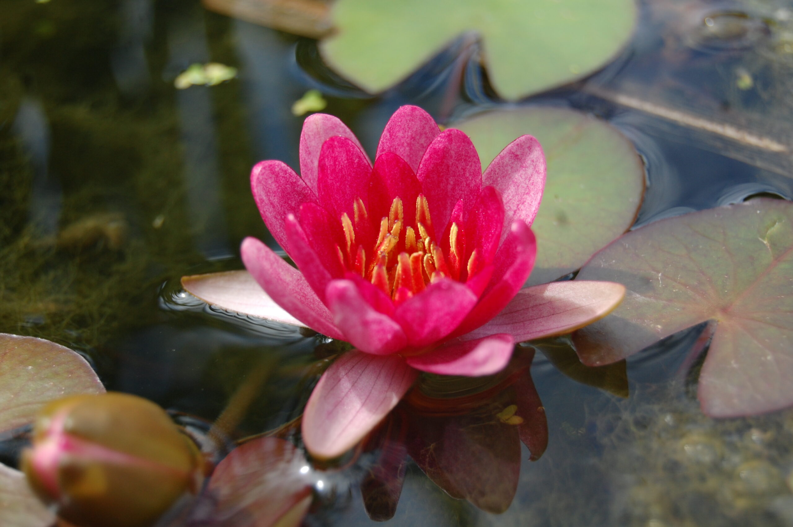 acheter nymphaea Attorney Elrod for sale buy on line (4)