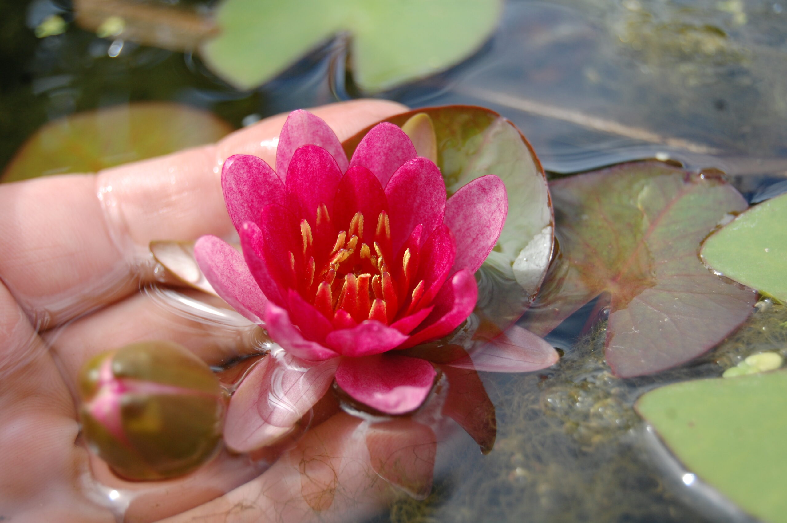 acheter nymphaea Attorney Elrod for sale buy on line (5)