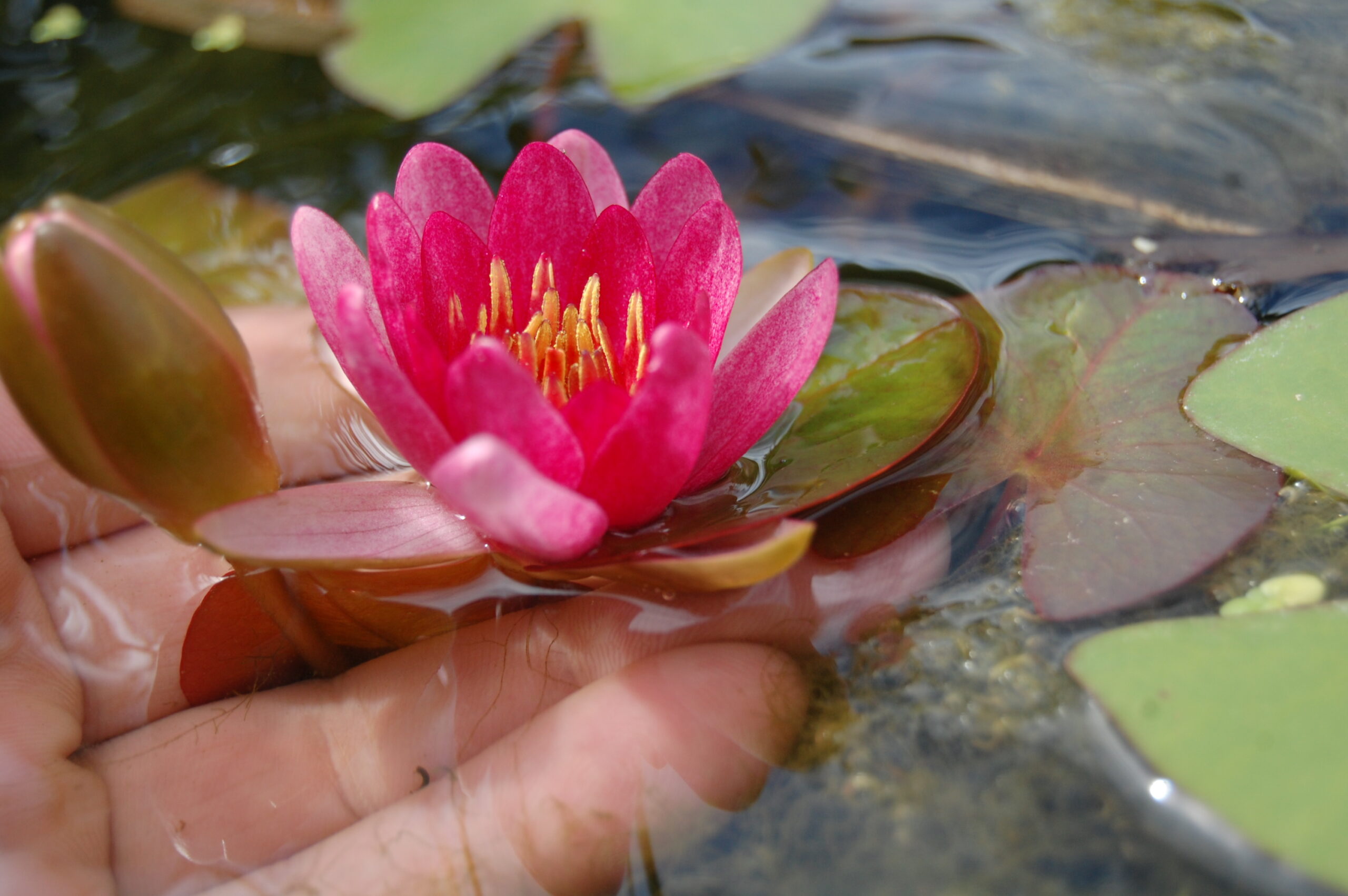 acheter nymphaea Attorney Elrod for sale buy on line (6)