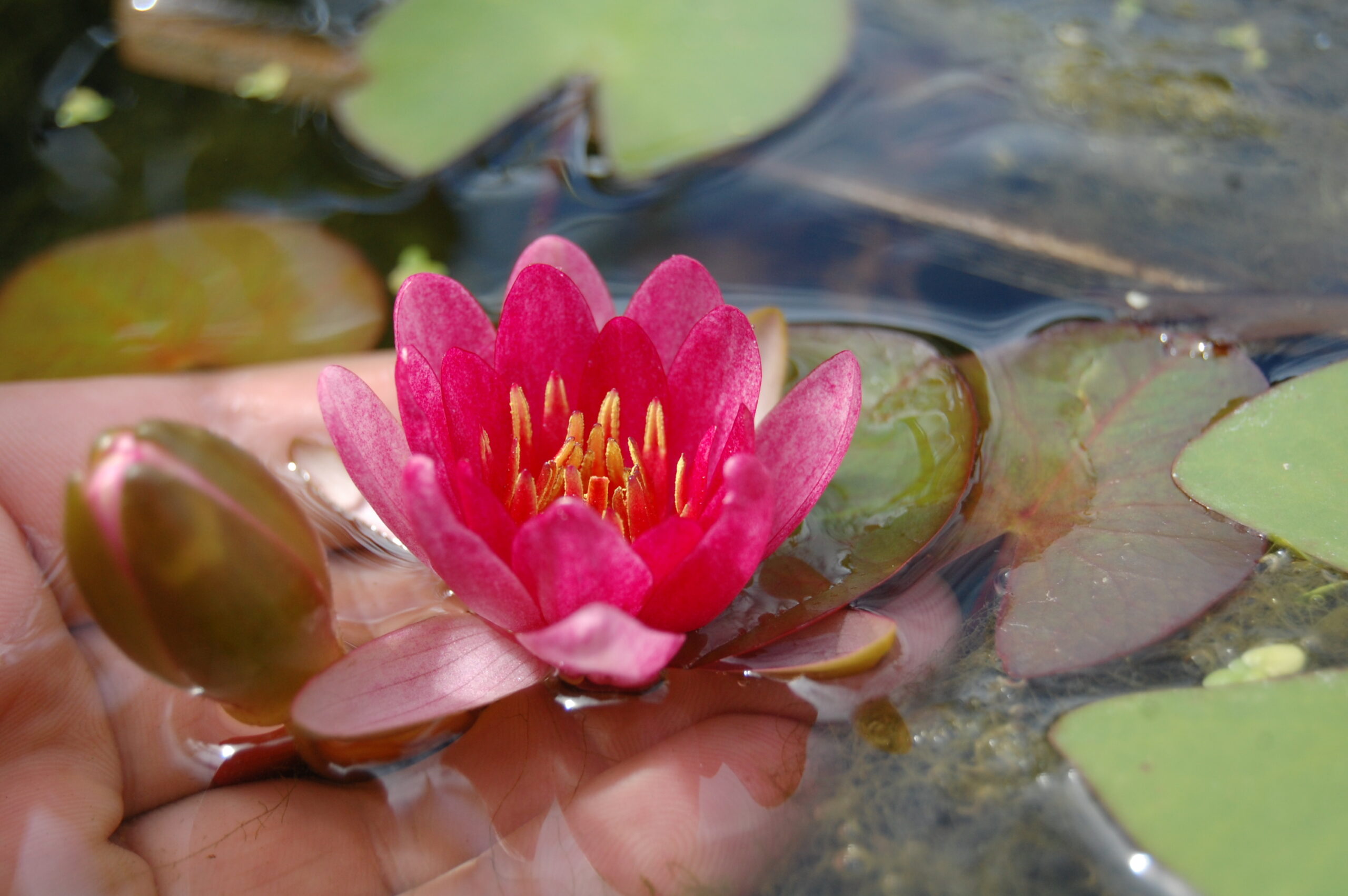acheter nymphaea Attorney Elrod for sale buy on line (7)
