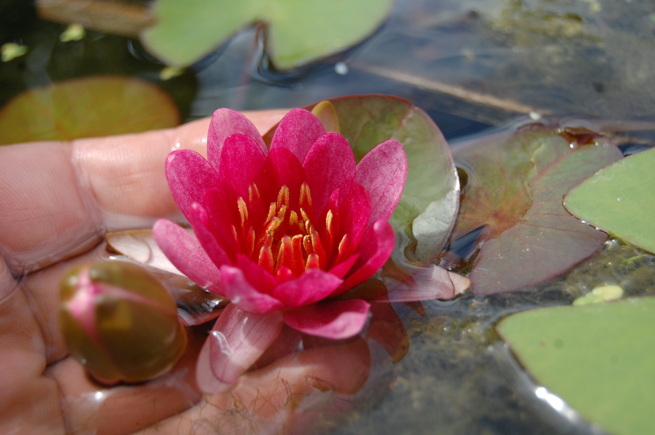 acheter nymphaea Attorney Elrod for sale buy on line (8)