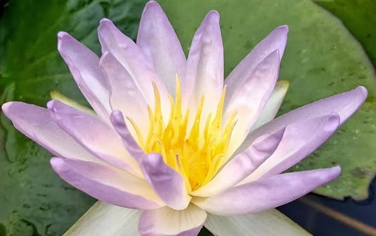 acheter nymphaea Blue Sky for sale buy on line (1)