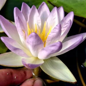 acheter nymphaea Blue Sky for sale buy on line (2)