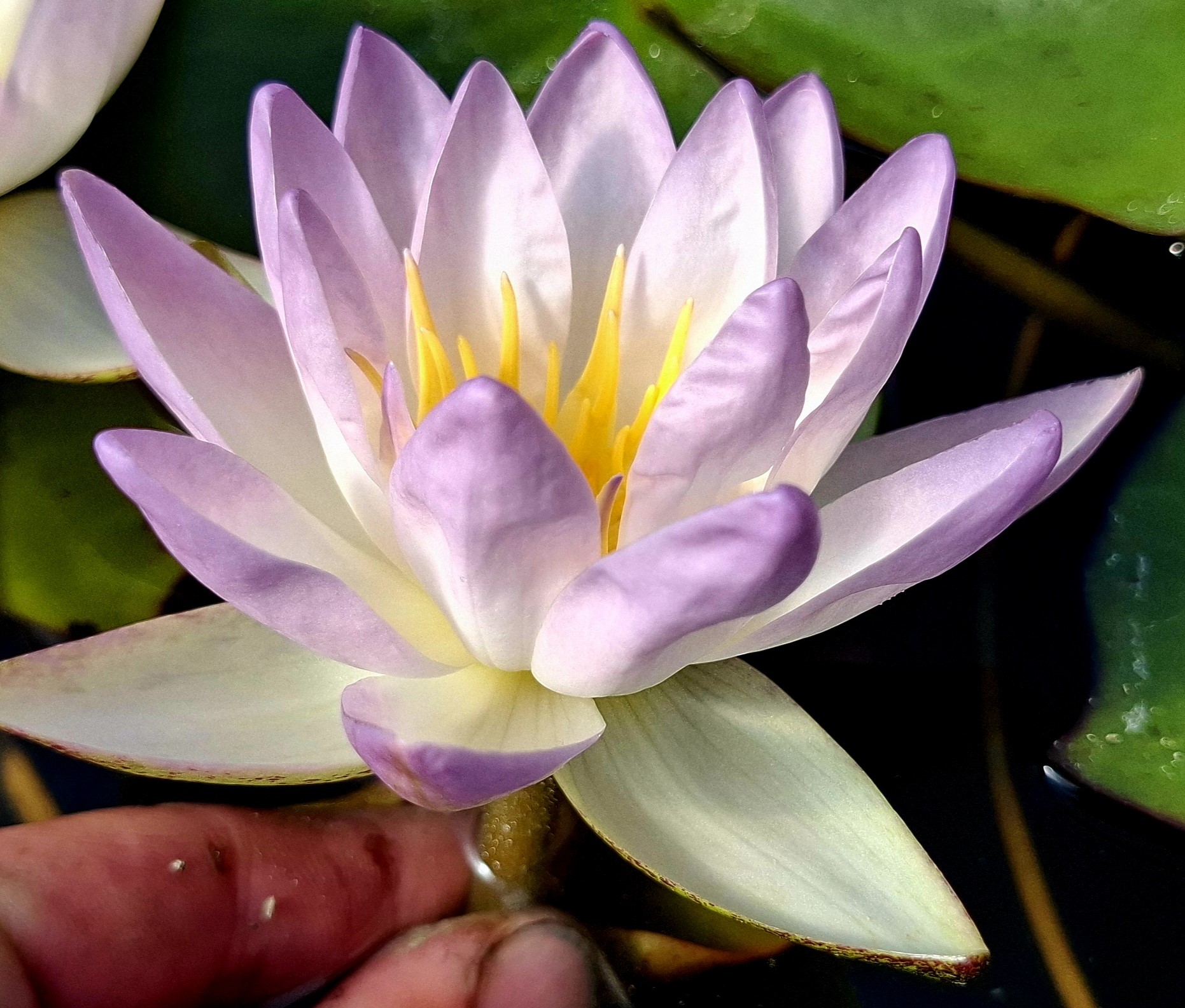 acheter nymphaea Blue Sky for sale buy on line (2)