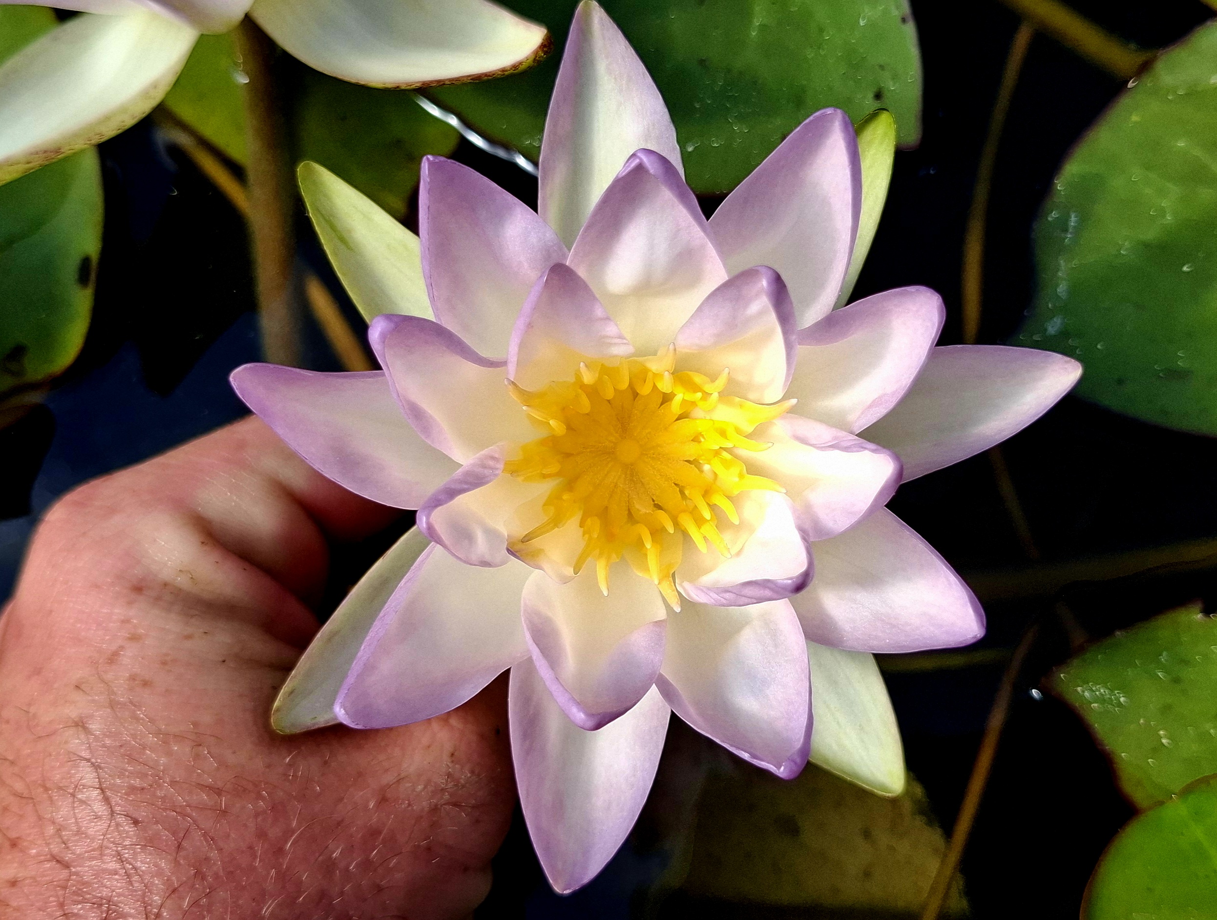 acheter nymphaea Blue Sky for sale buy on line (3)