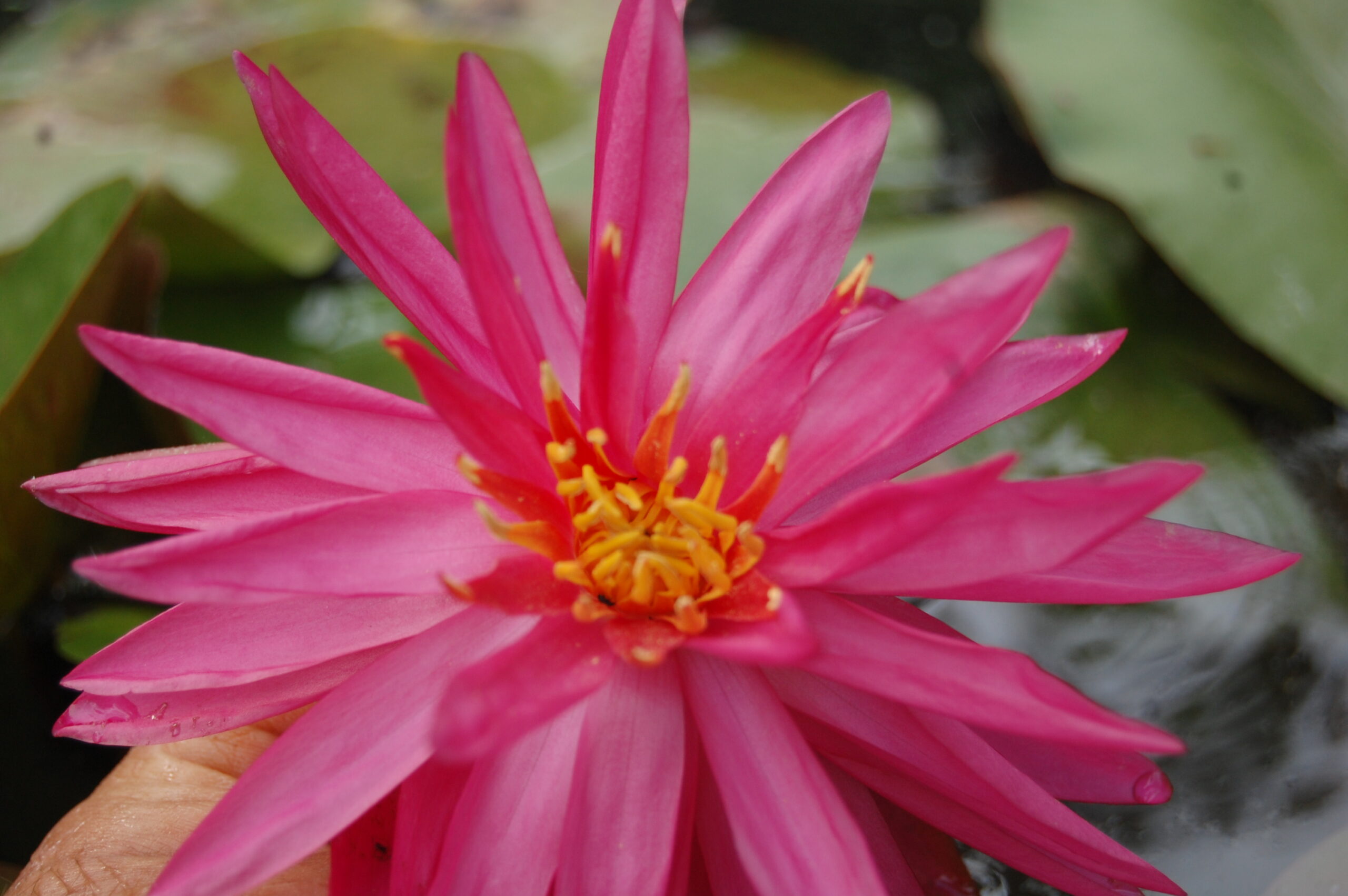 acheter nymphaea Cheyenne for sale buy on line (1)