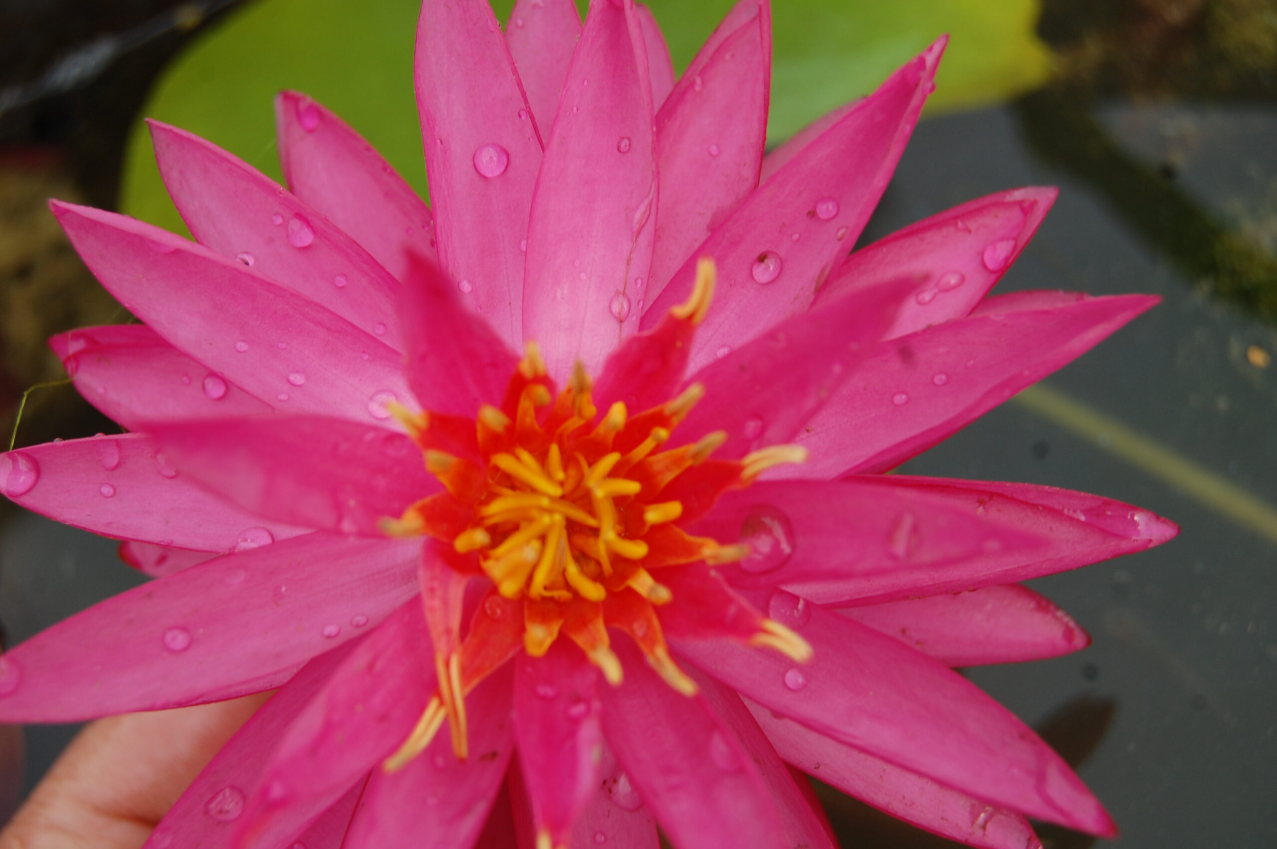 acheter nymphaea Cheyenne for sale buy on line (10)