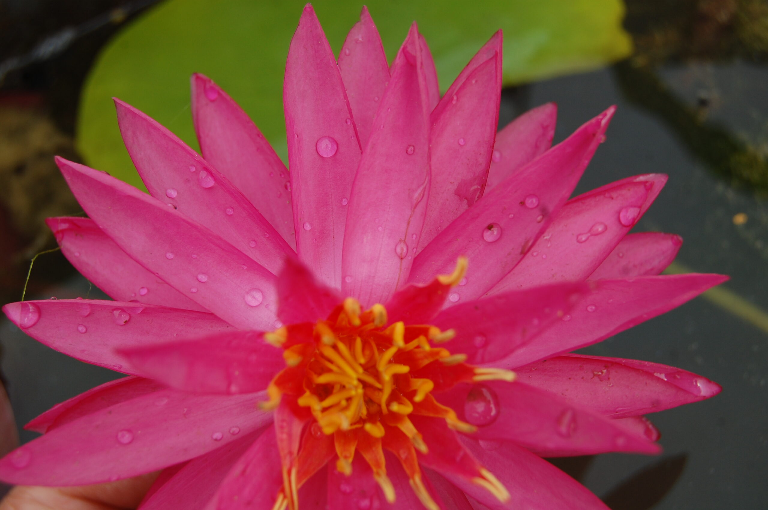 acheter nymphaea Cheyenne for sale buy on line (11)