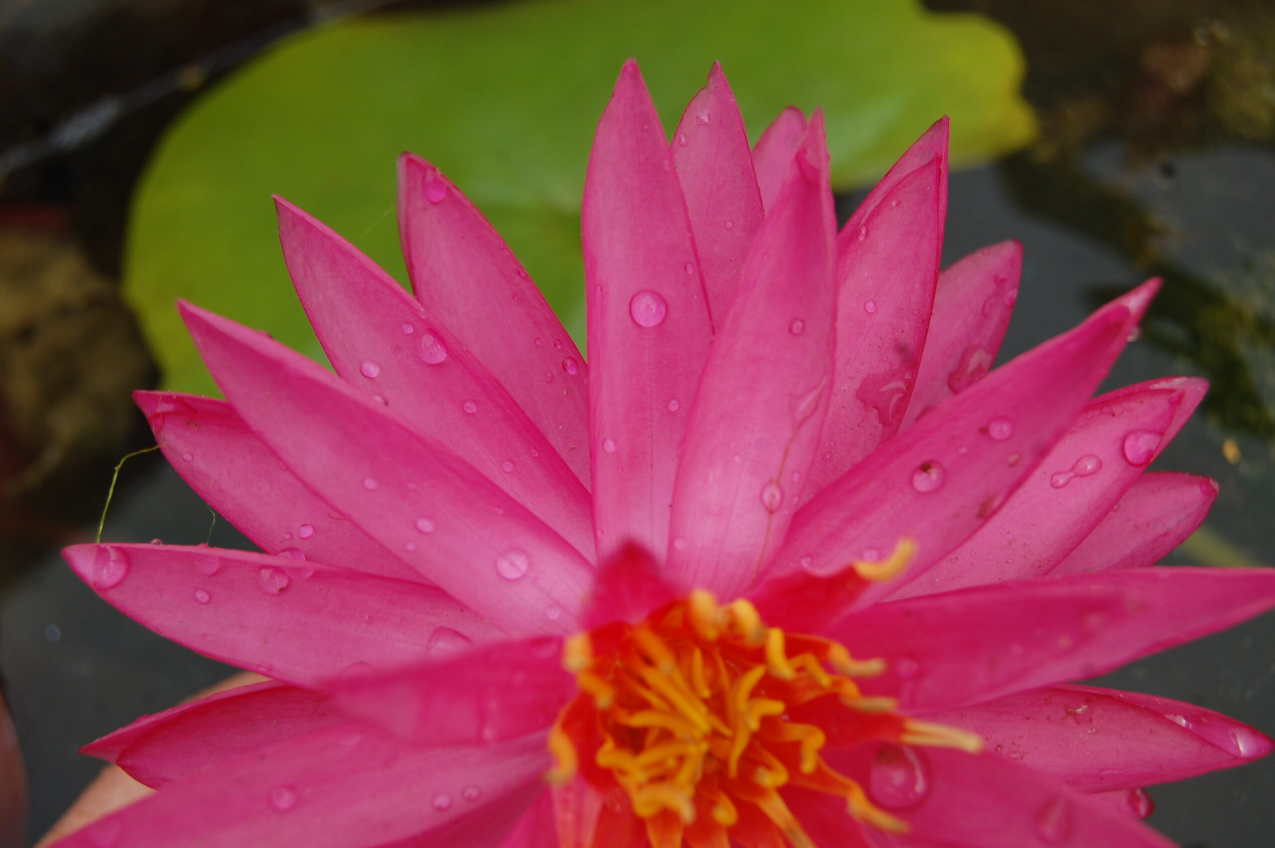 acheter nymphaea Cheyenne for sale buy on line (12)