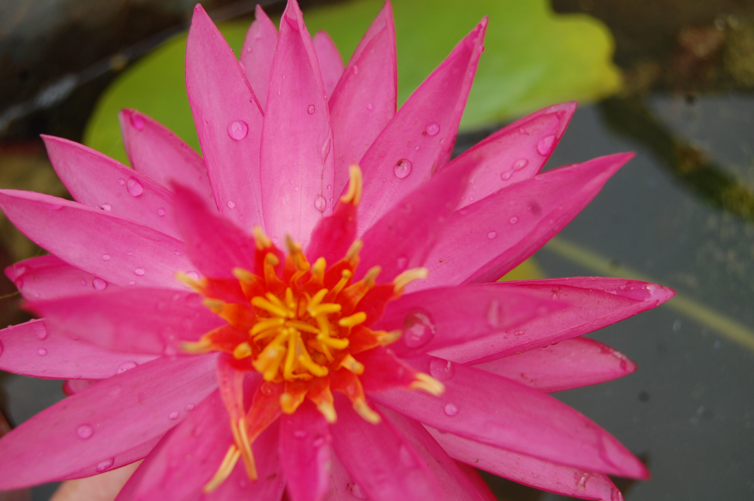 acheter nymphaea Cheyenne for sale buy on line (13)