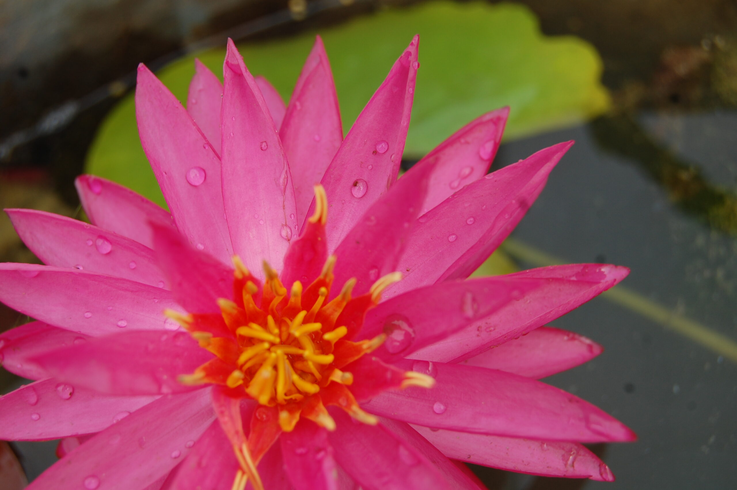 acheter nymphaea Cheyenne for sale buy on line (14)