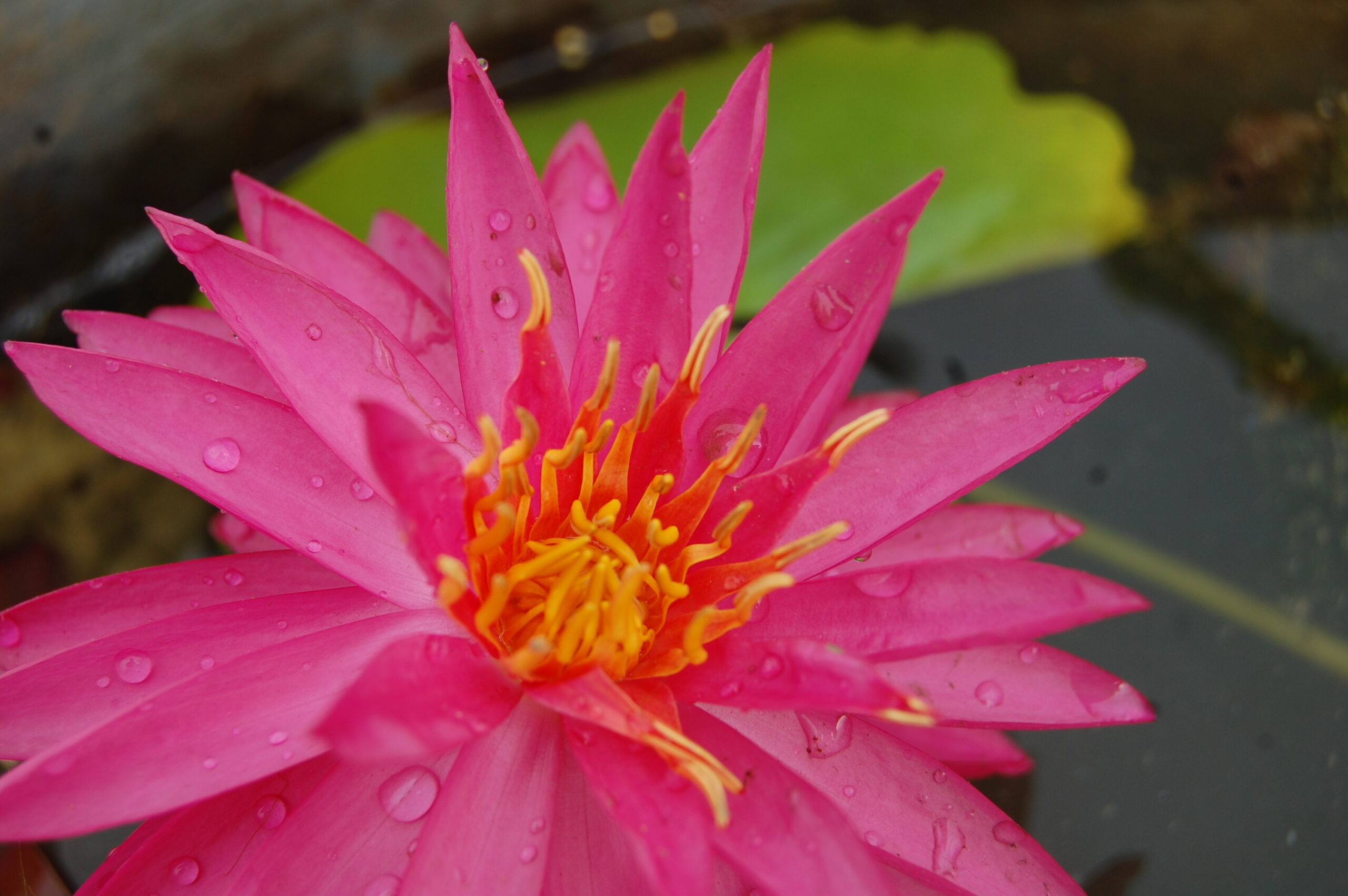 acheter nymphaea Cheyenne for sale buy on line (15)
