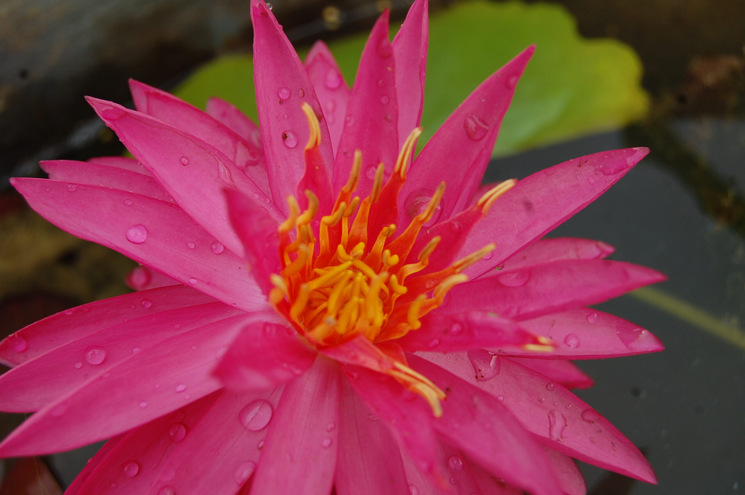 acheter nymphaea Cheyenne for sale buy on line (16)