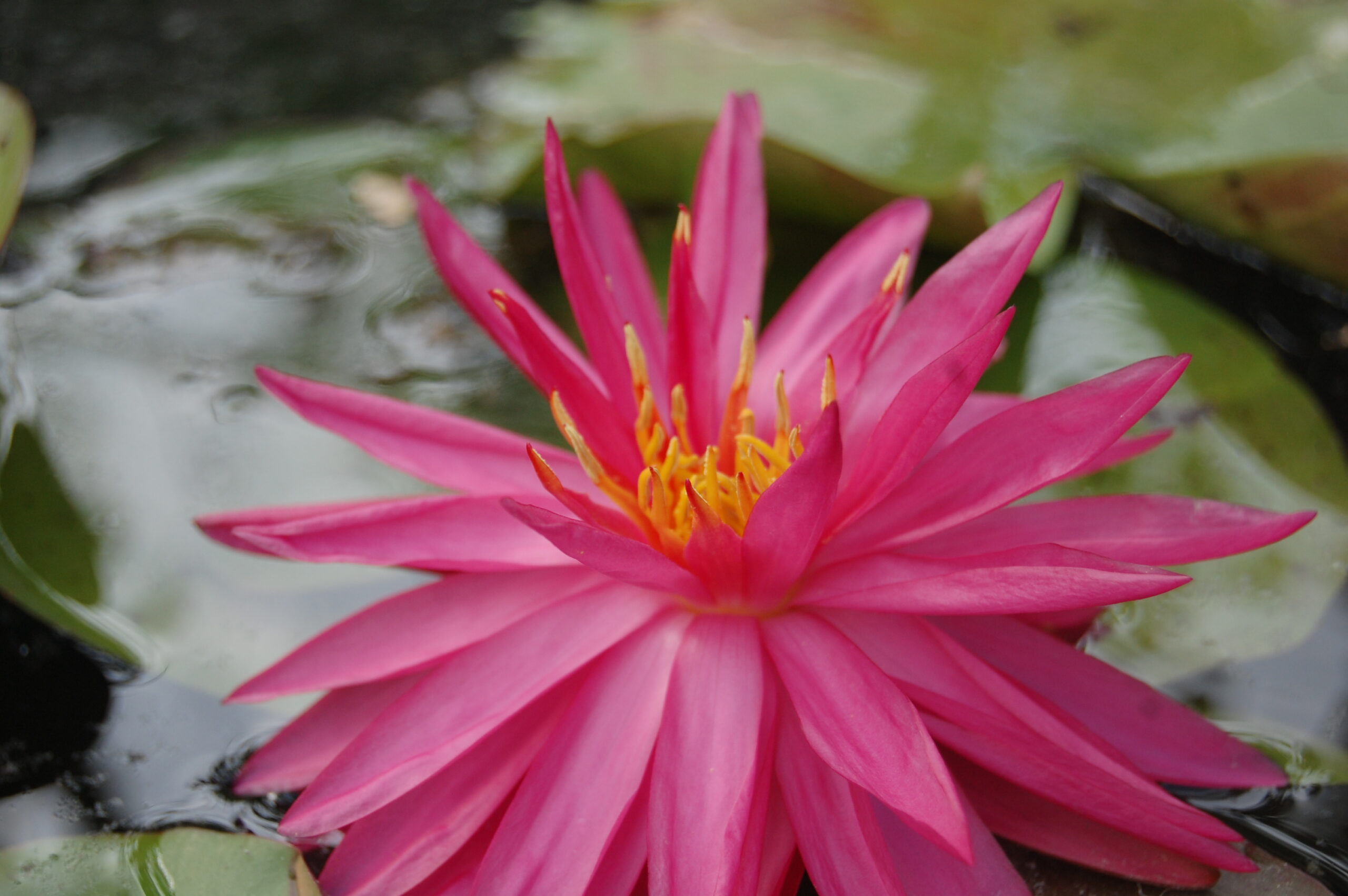 acheter nymphaea Cheyenne for sale buy on line (17)