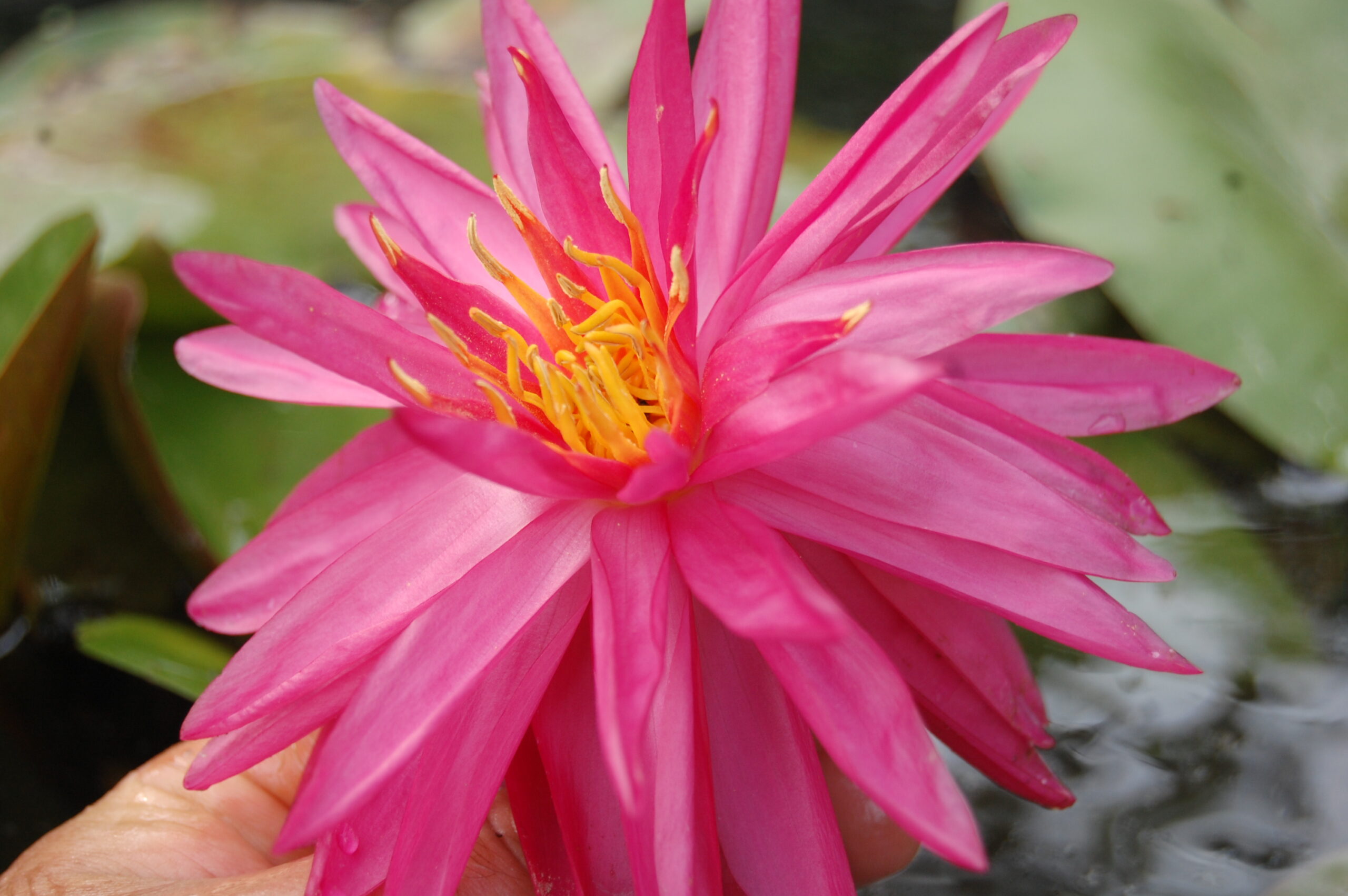 acheter nymphaea Cheyenne for sale buy on line (18)