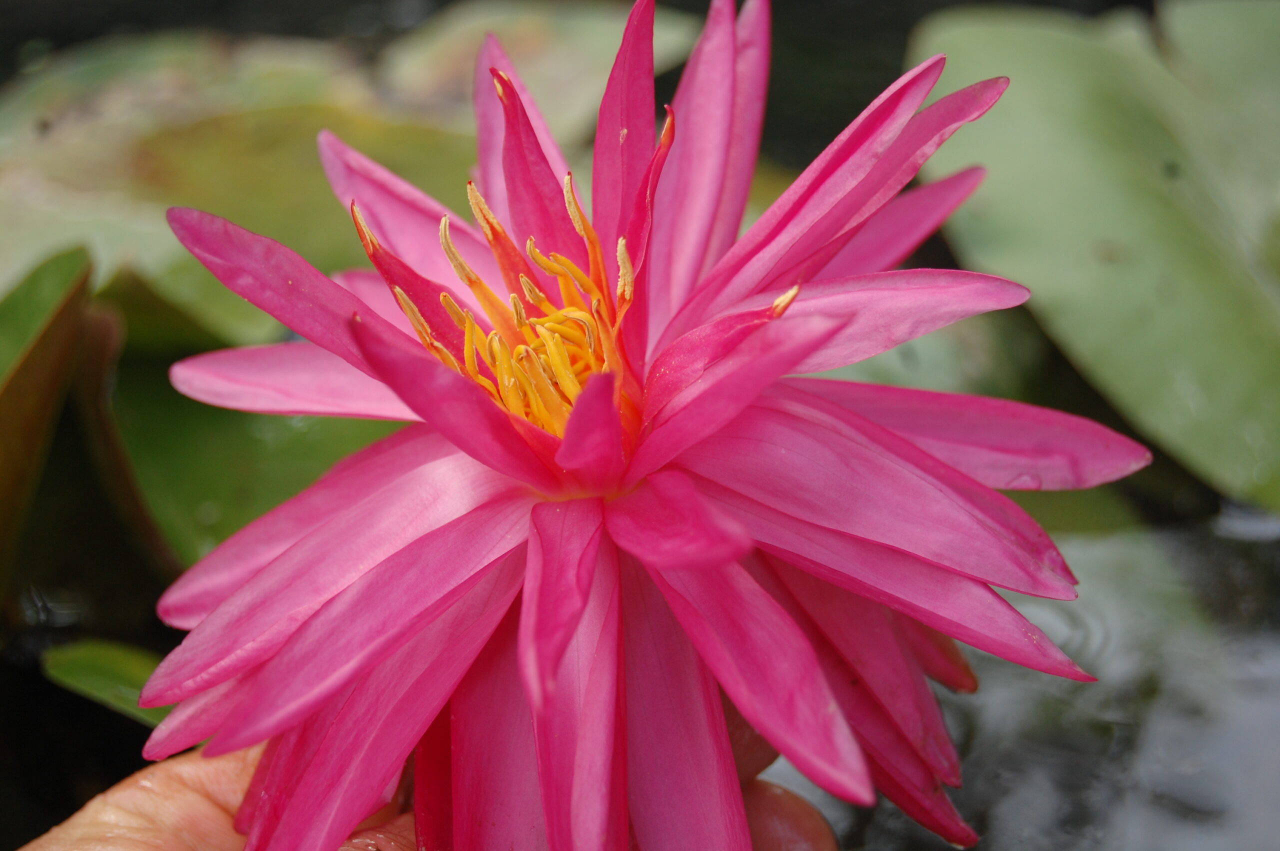acheter nymphaea Cheyenne for sale buy on line (19)