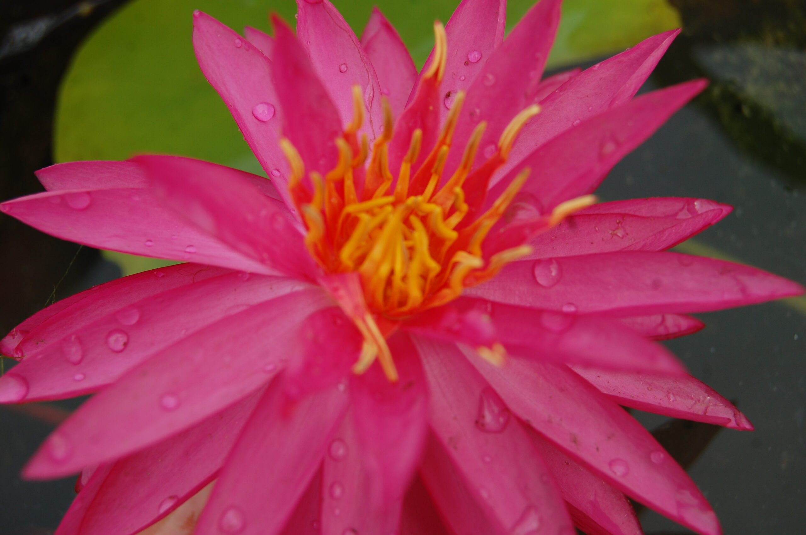 acheter nymphaea Cheyenne for sale buy on line (2)