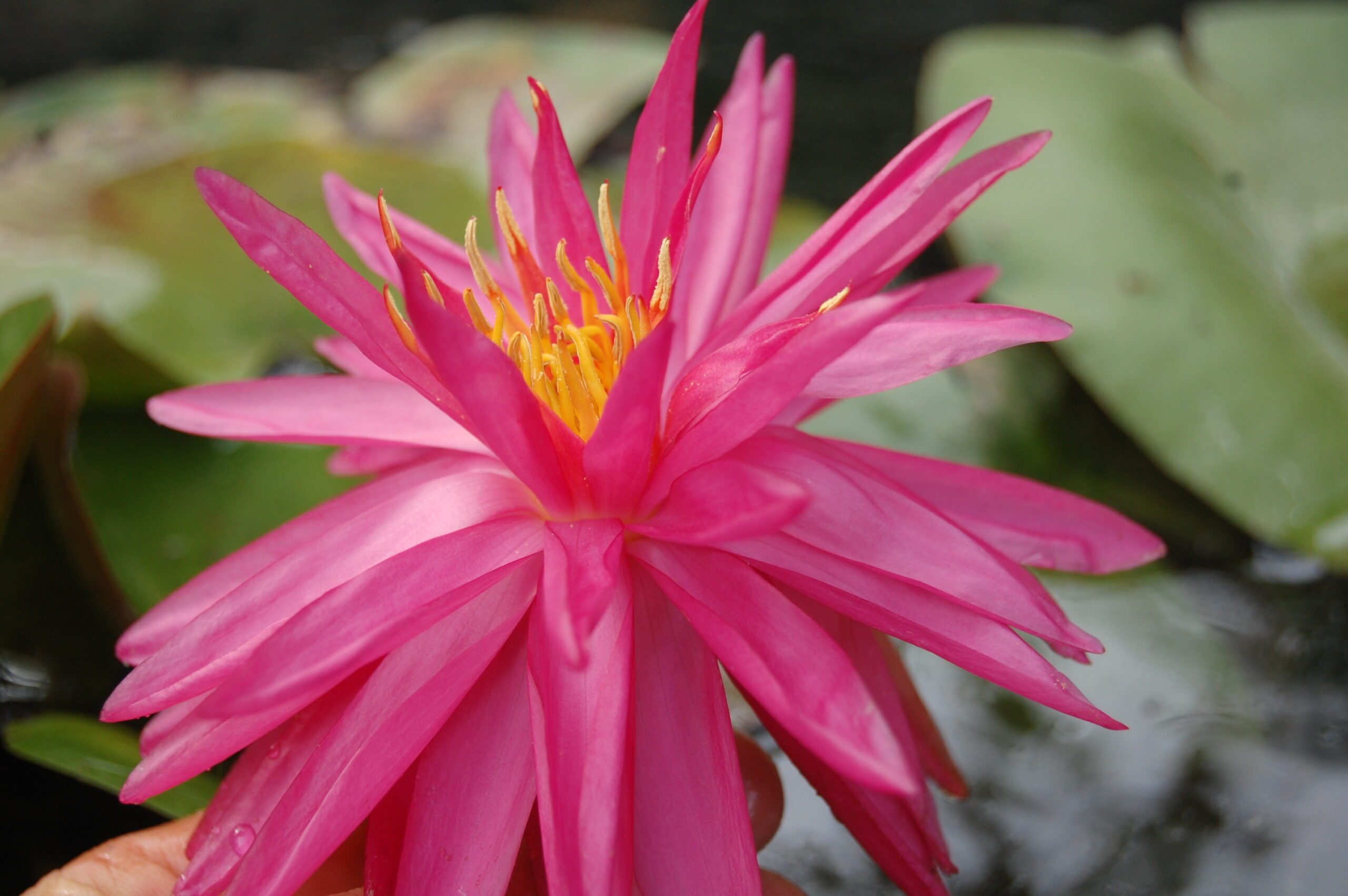 acheter nymphaea Cheyenne for sale buy on line (20)