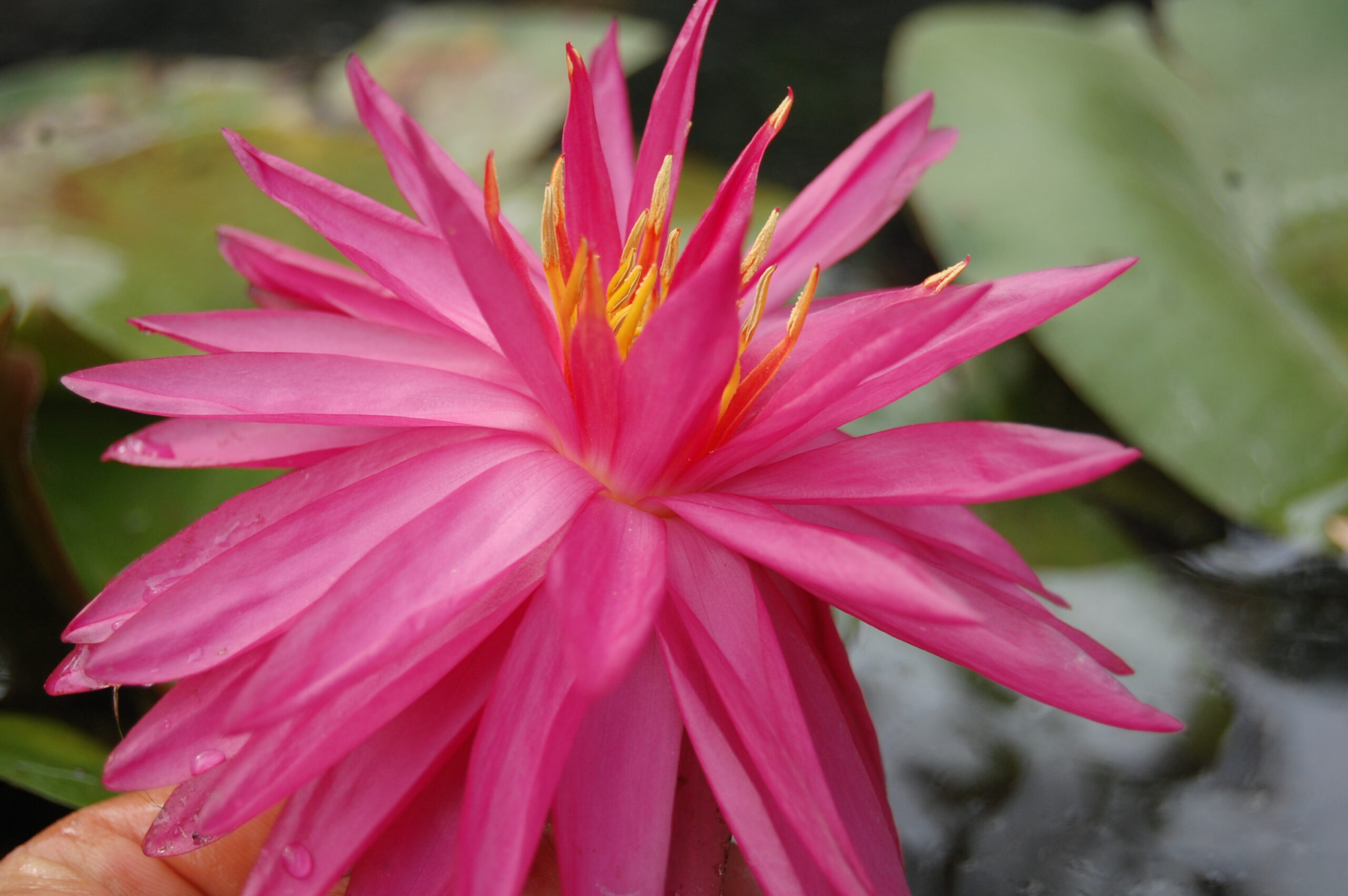 acheter nymphaea Cheyenne for sale buy on line (21)