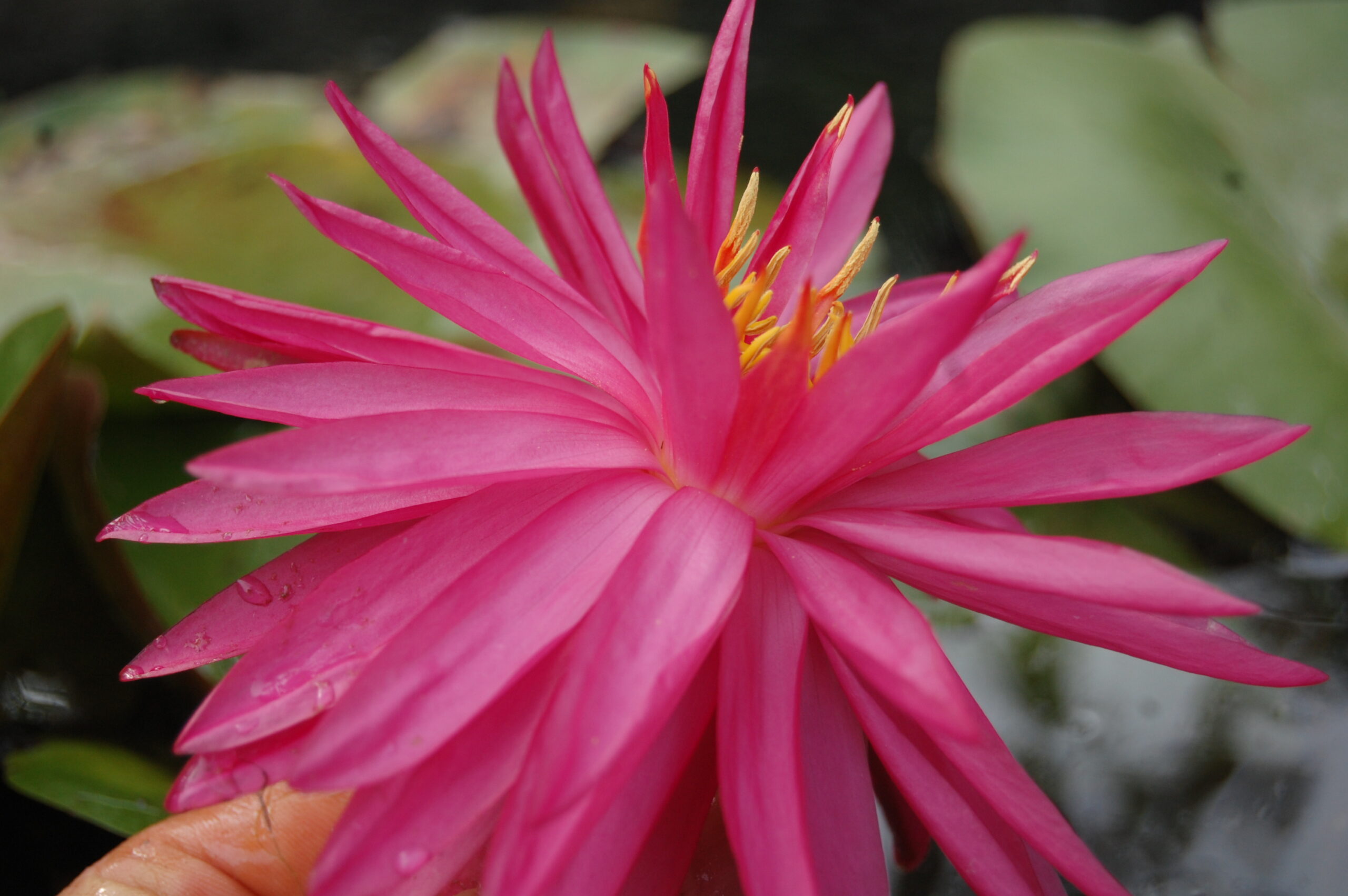 acheter nymphaea Cheyenne for sale buy on line (22)
