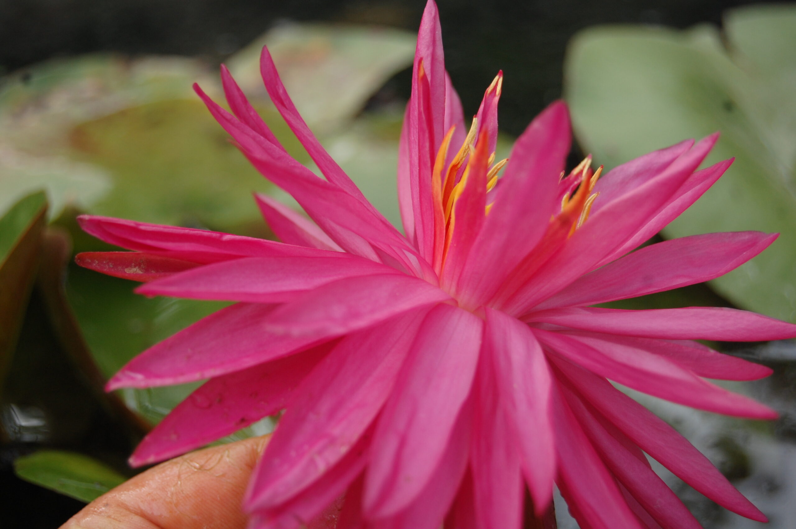 acheter nymphaea Cheyenne for sale buy on line (23)