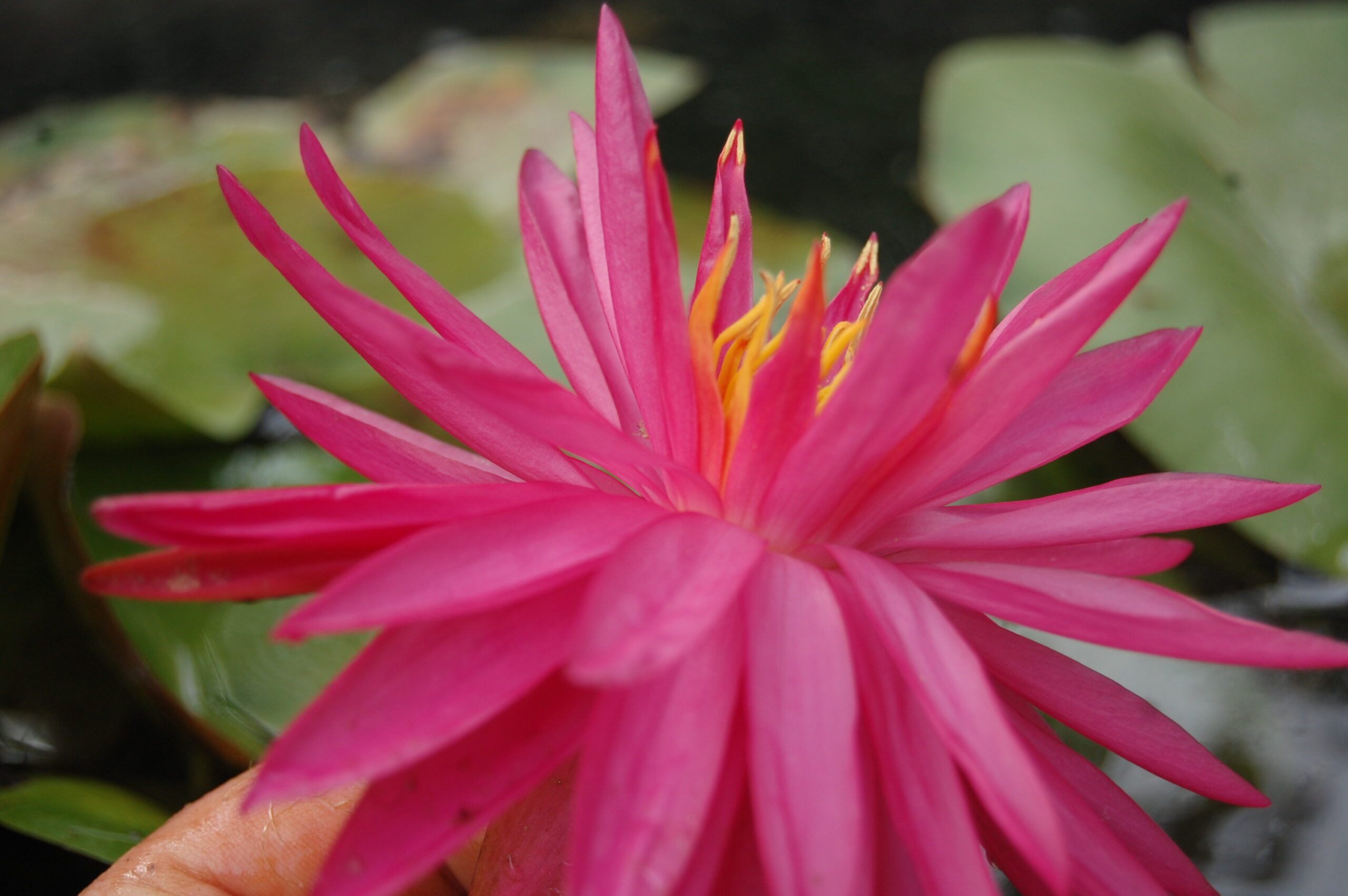 acheter nymphaea Cheyenne for sale buy on line (24)