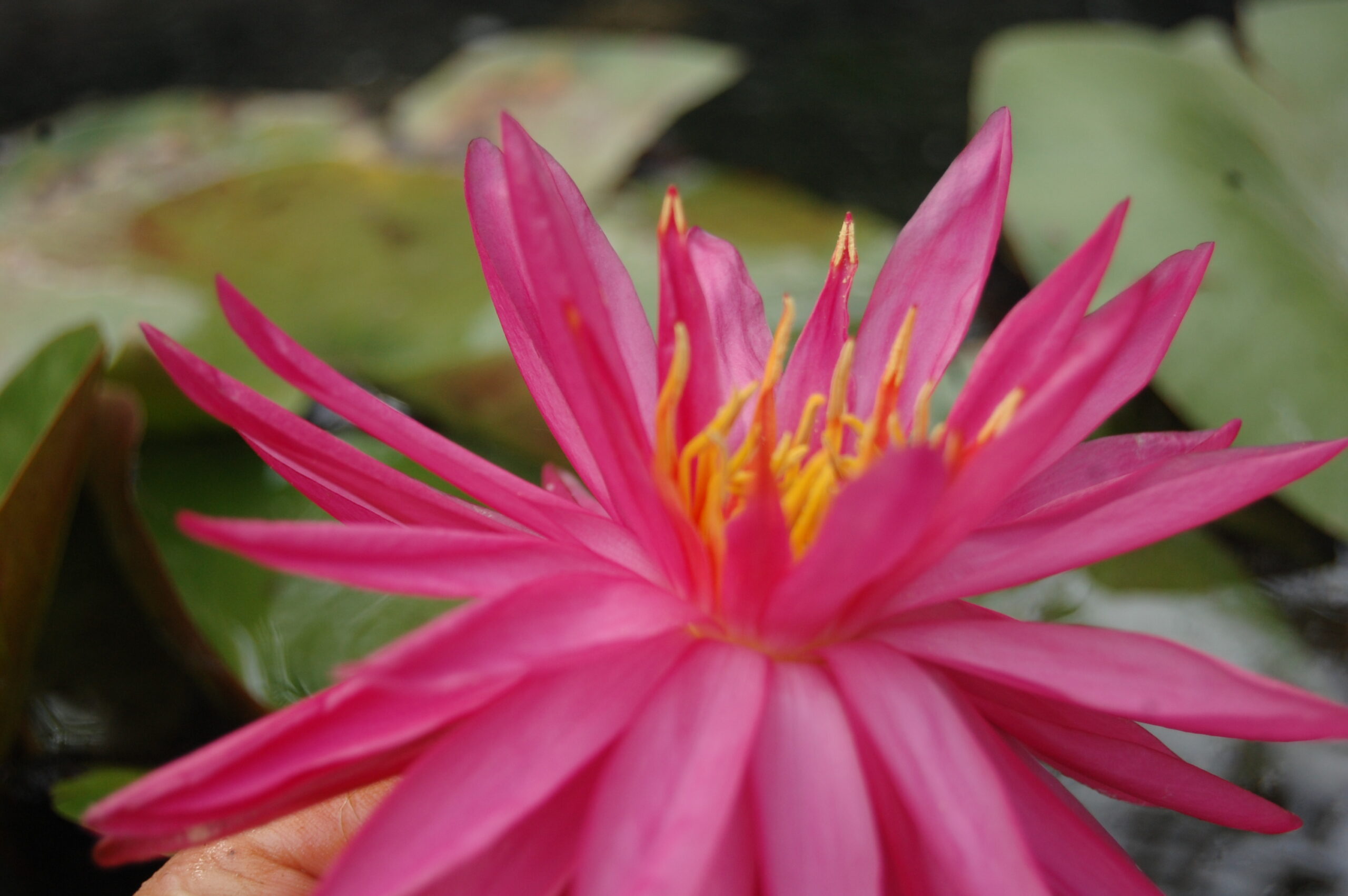 acheter nymphaea Cheyenne for sale buy on line (25)