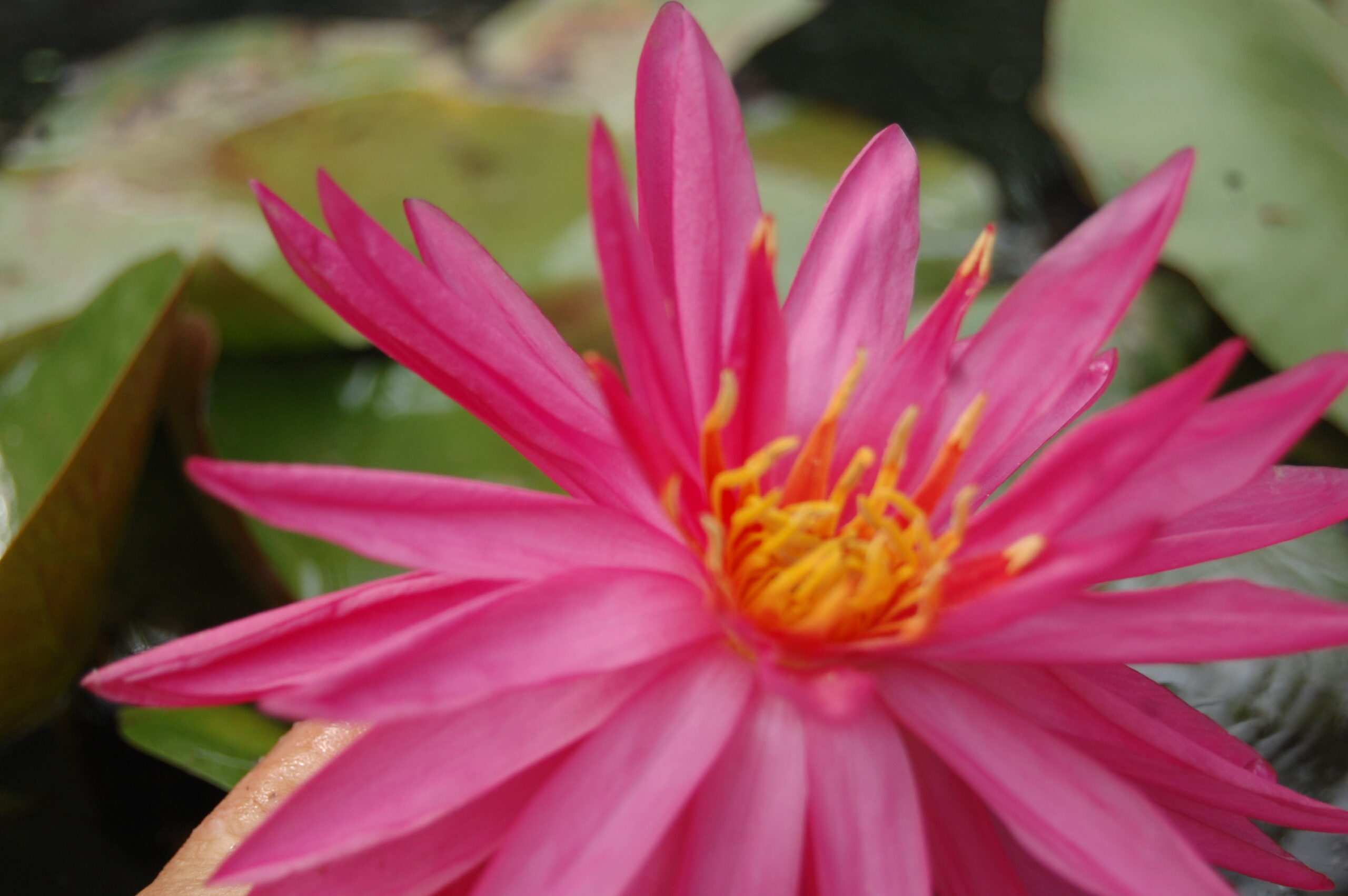 acheter nymphaea Cheyenne for sale buy on line (26)