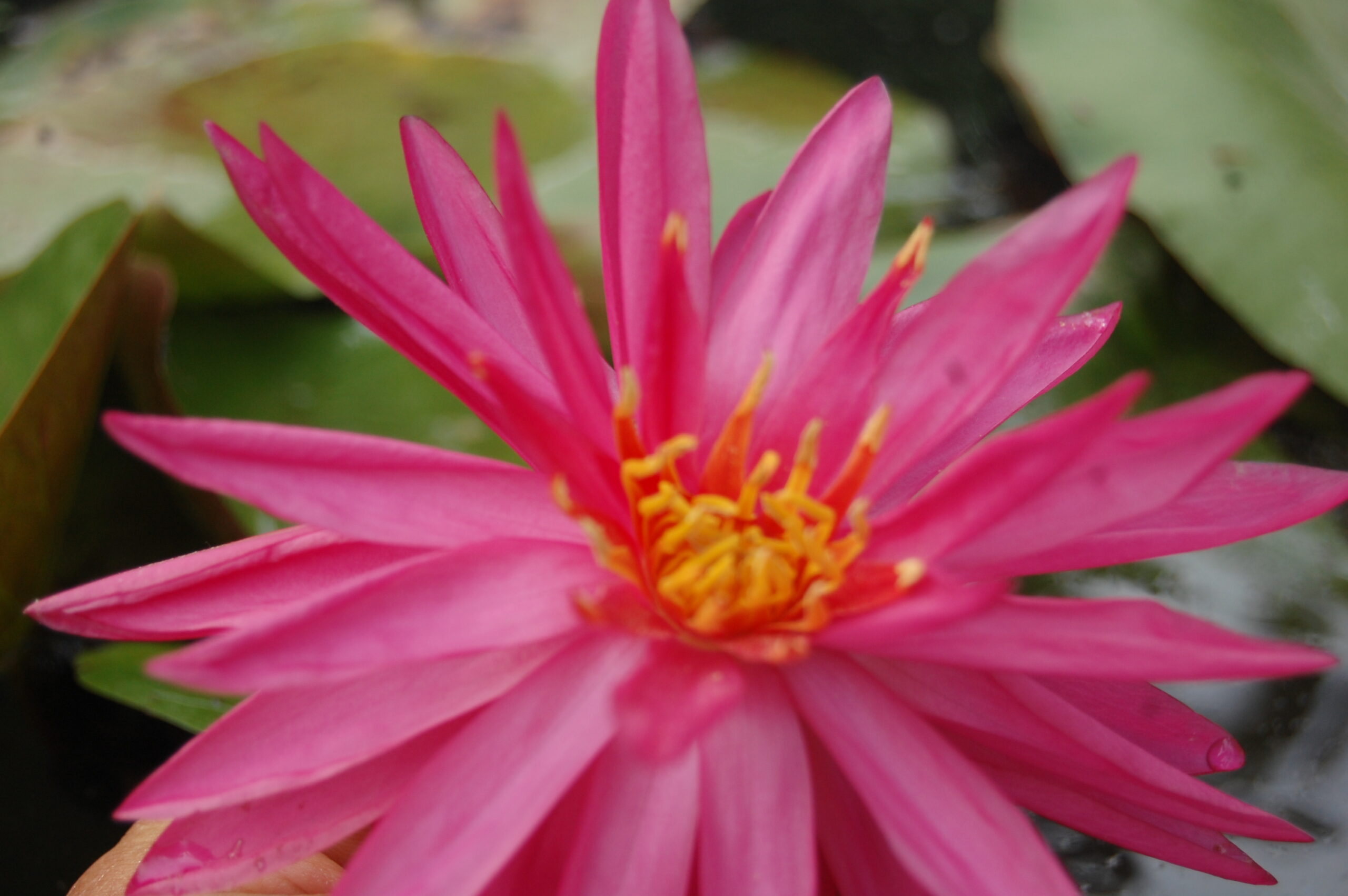 acheter nymphaea Cheyenne for sale buy on line (27)