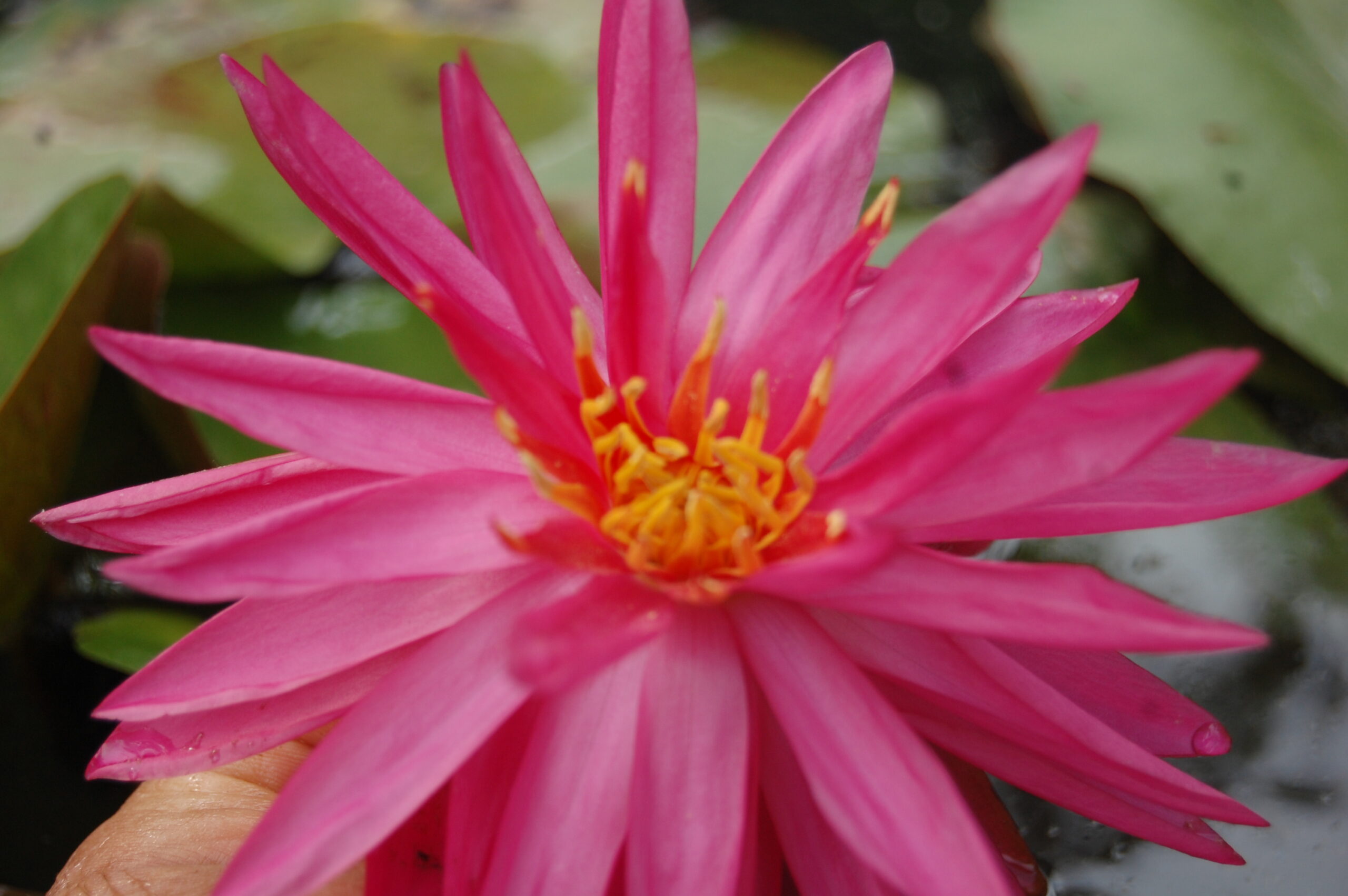 acheter nymphaea Cheyenne for sale buy on line (28)