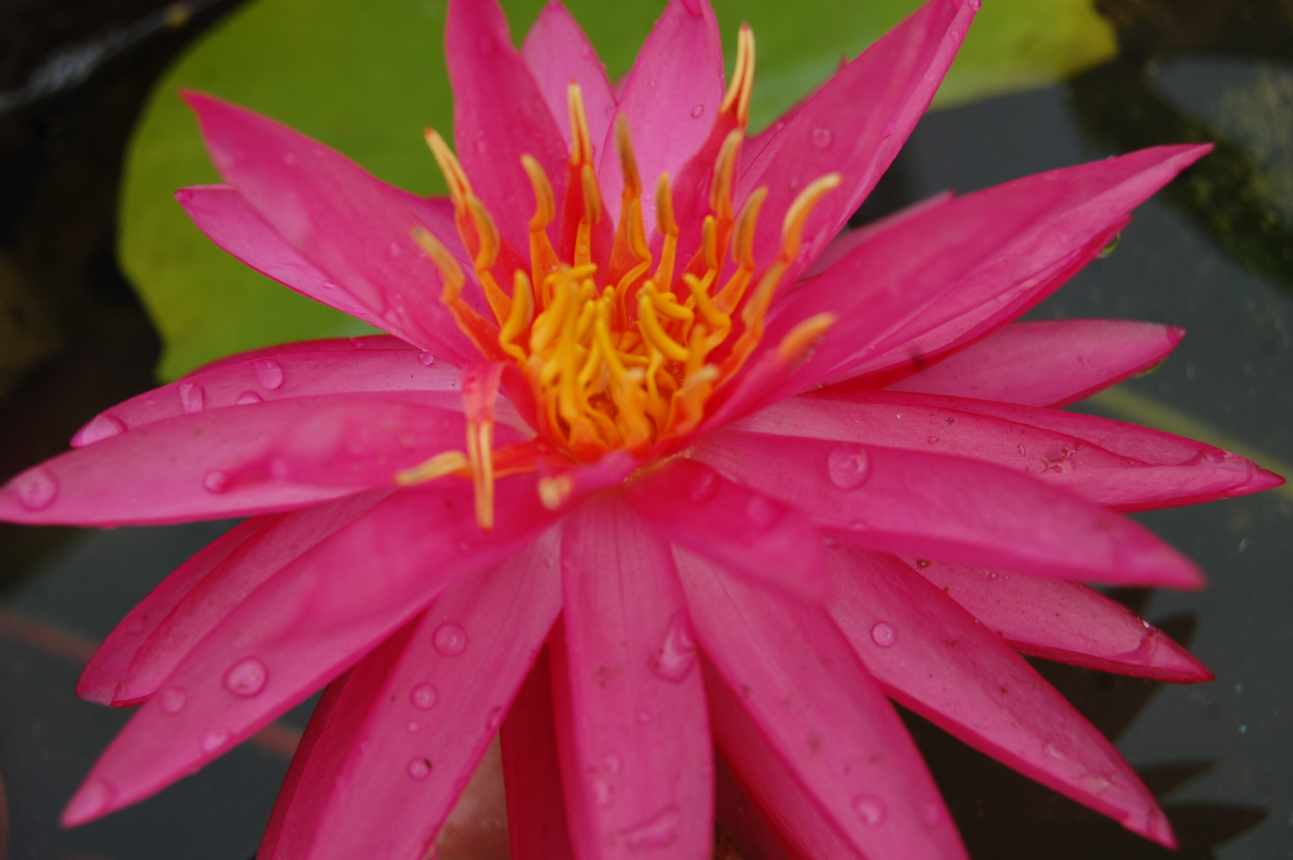 acheter nymphaea Cheyenne for sale buy on line (3)
