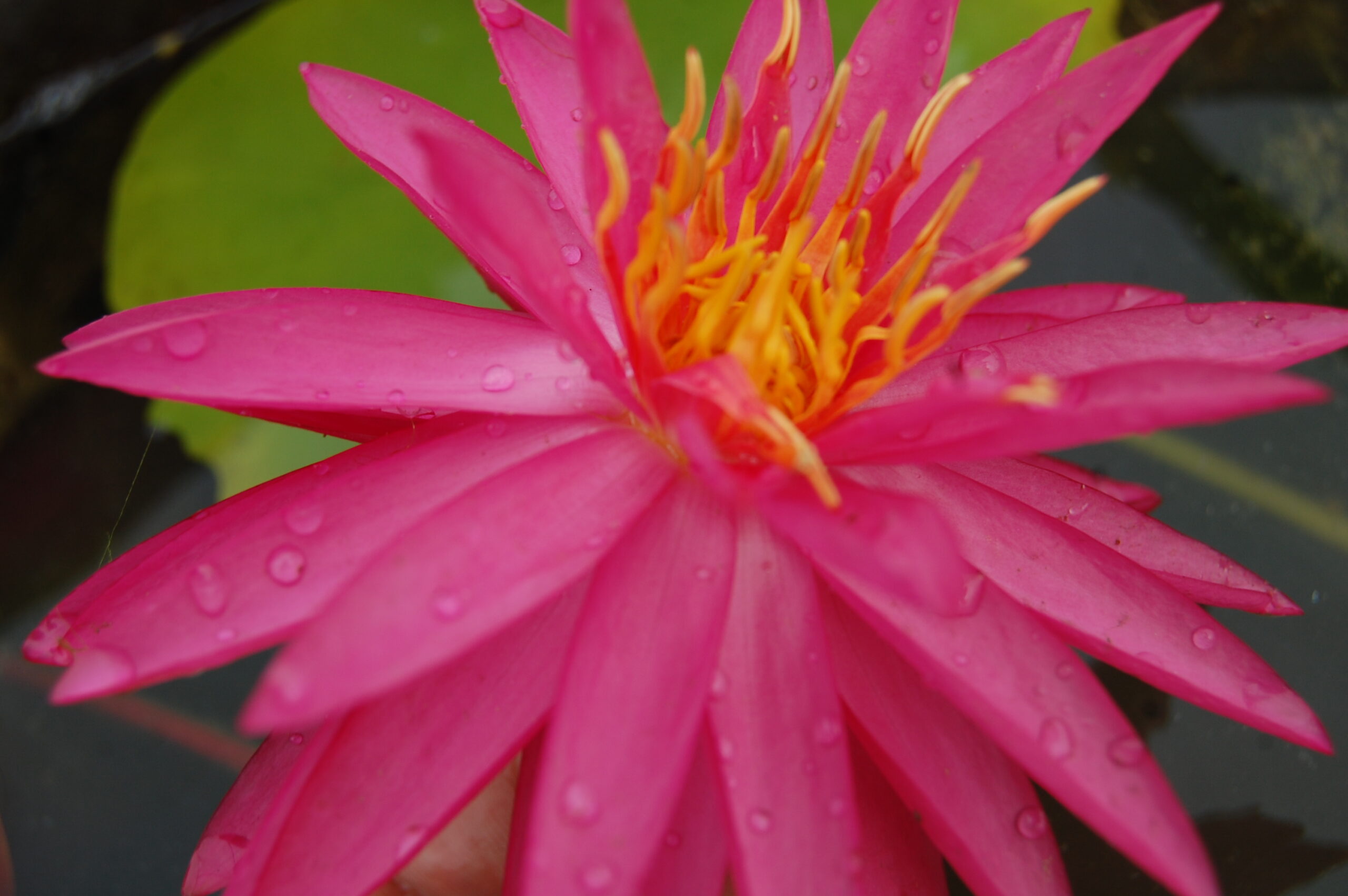 acheter nymphaea Cheyenne for sale buy on line (4)