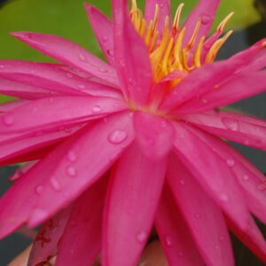 acheter nymphaea Cheyenne for sale buy on line (5)
