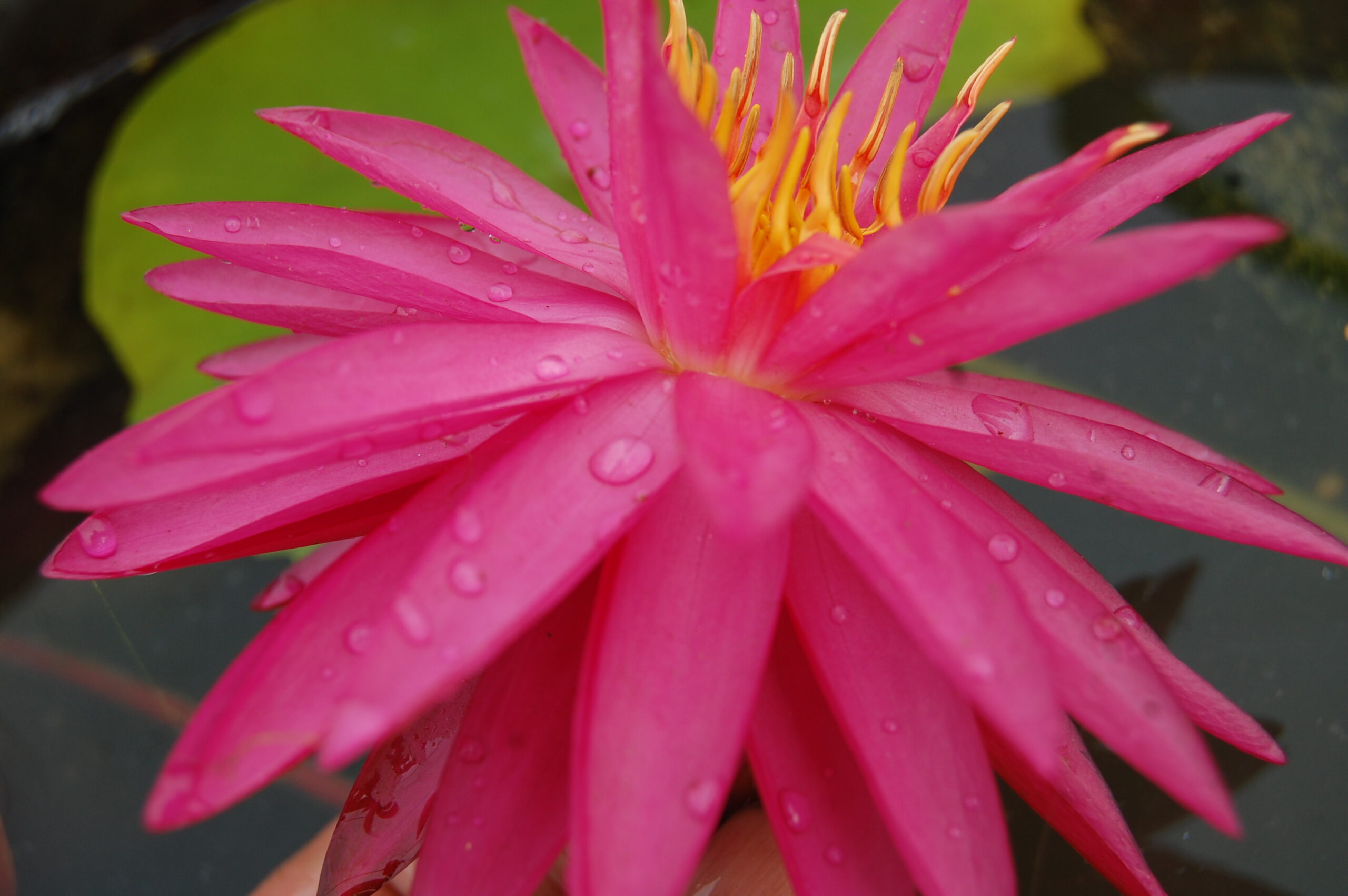 acheter nymphaea Cheyenne for sale buy on line (5)