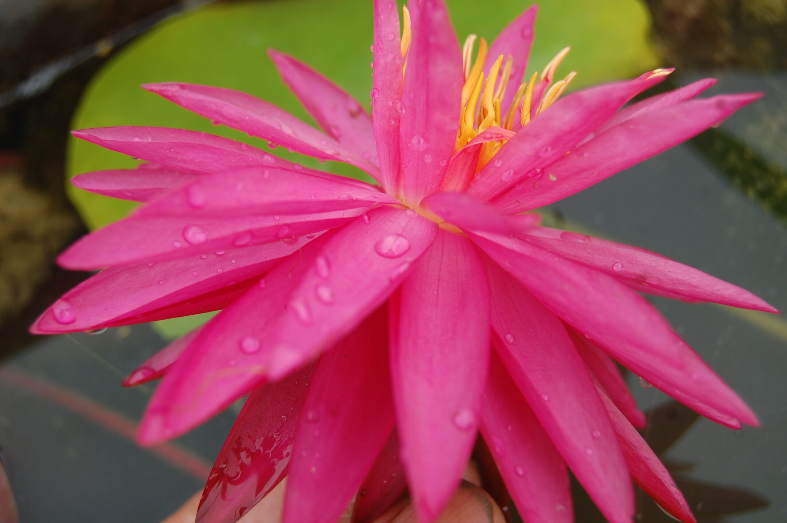 acheter nymphaea Cheyenne for sale buy on line (6)