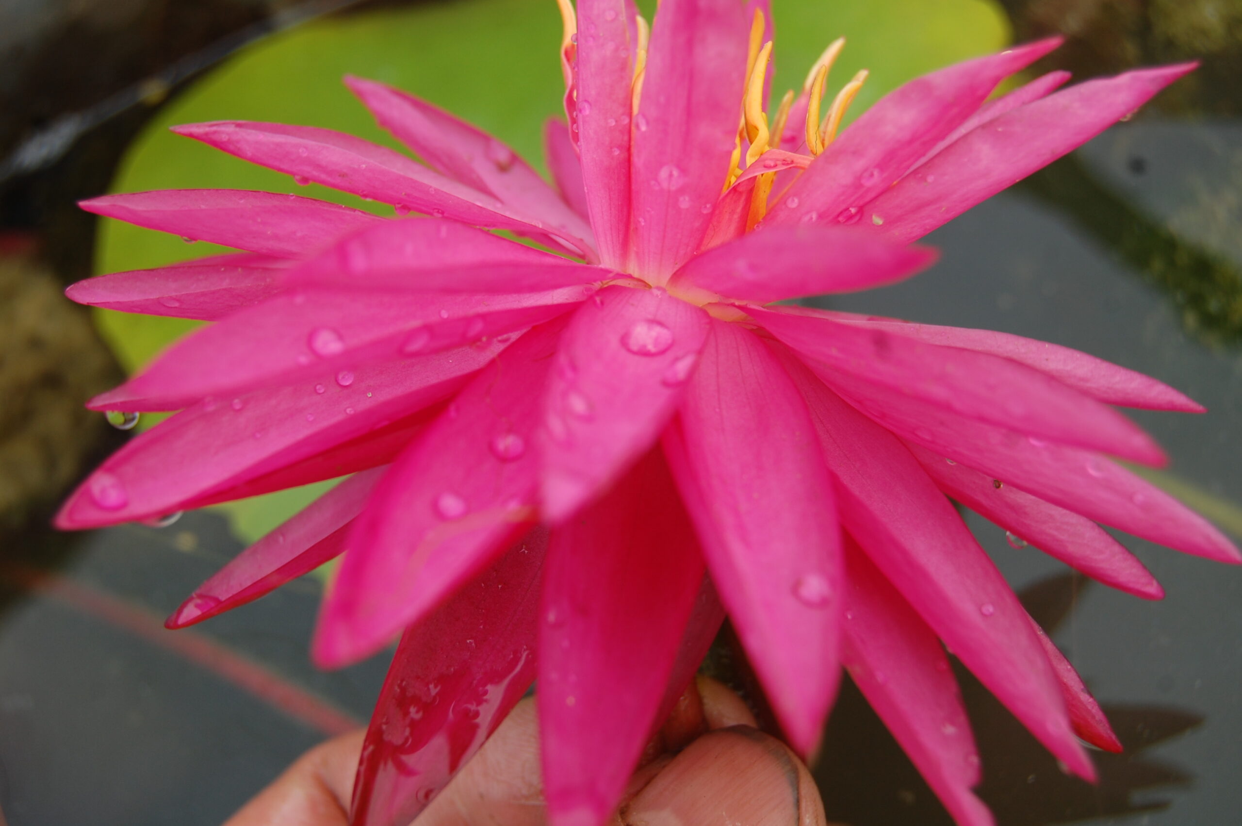 acheter nymphaea Cheyenne for sale buy on line (7)