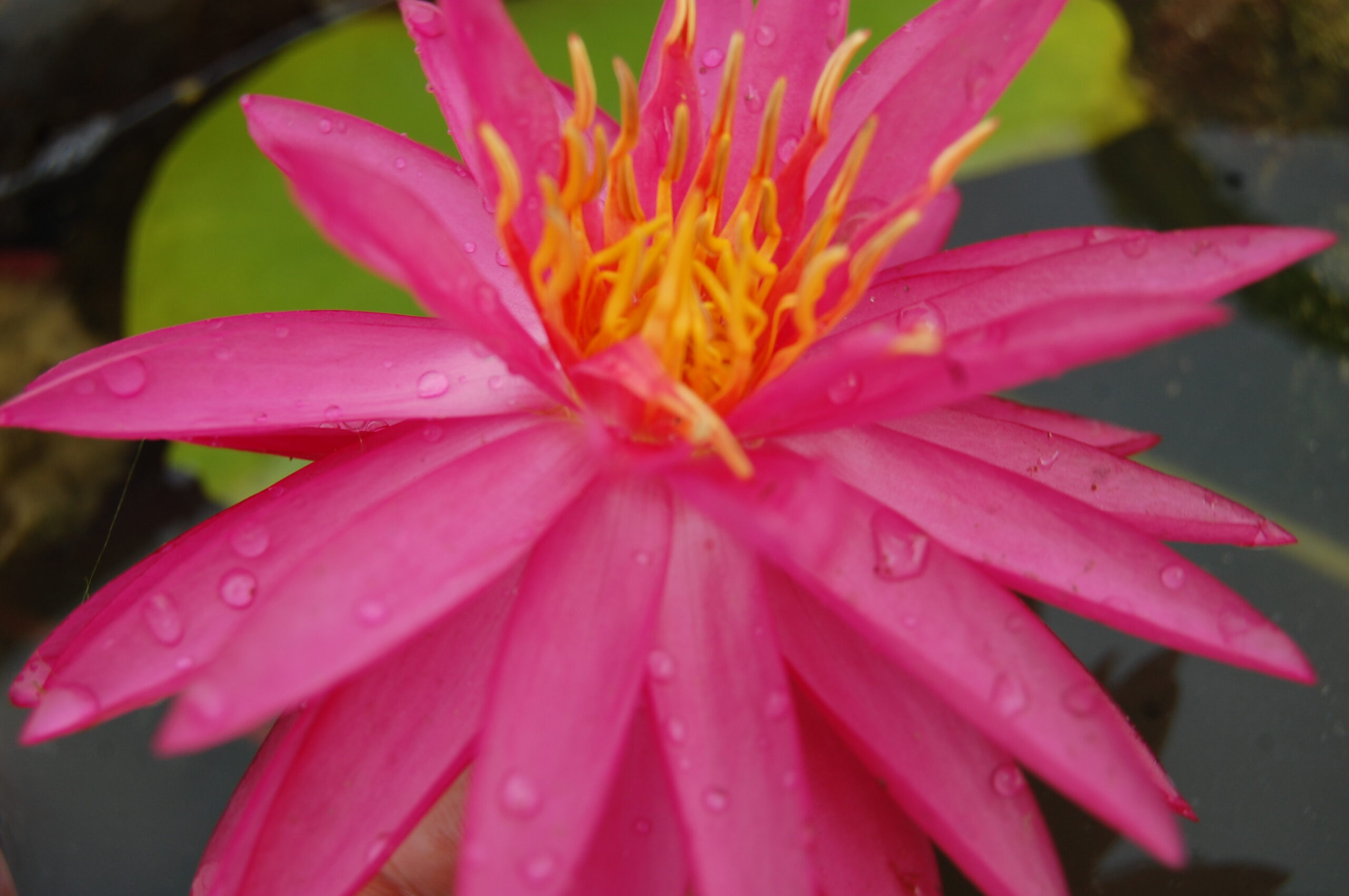 acheter nymphaea Cheyenne for sale buy on line (8)