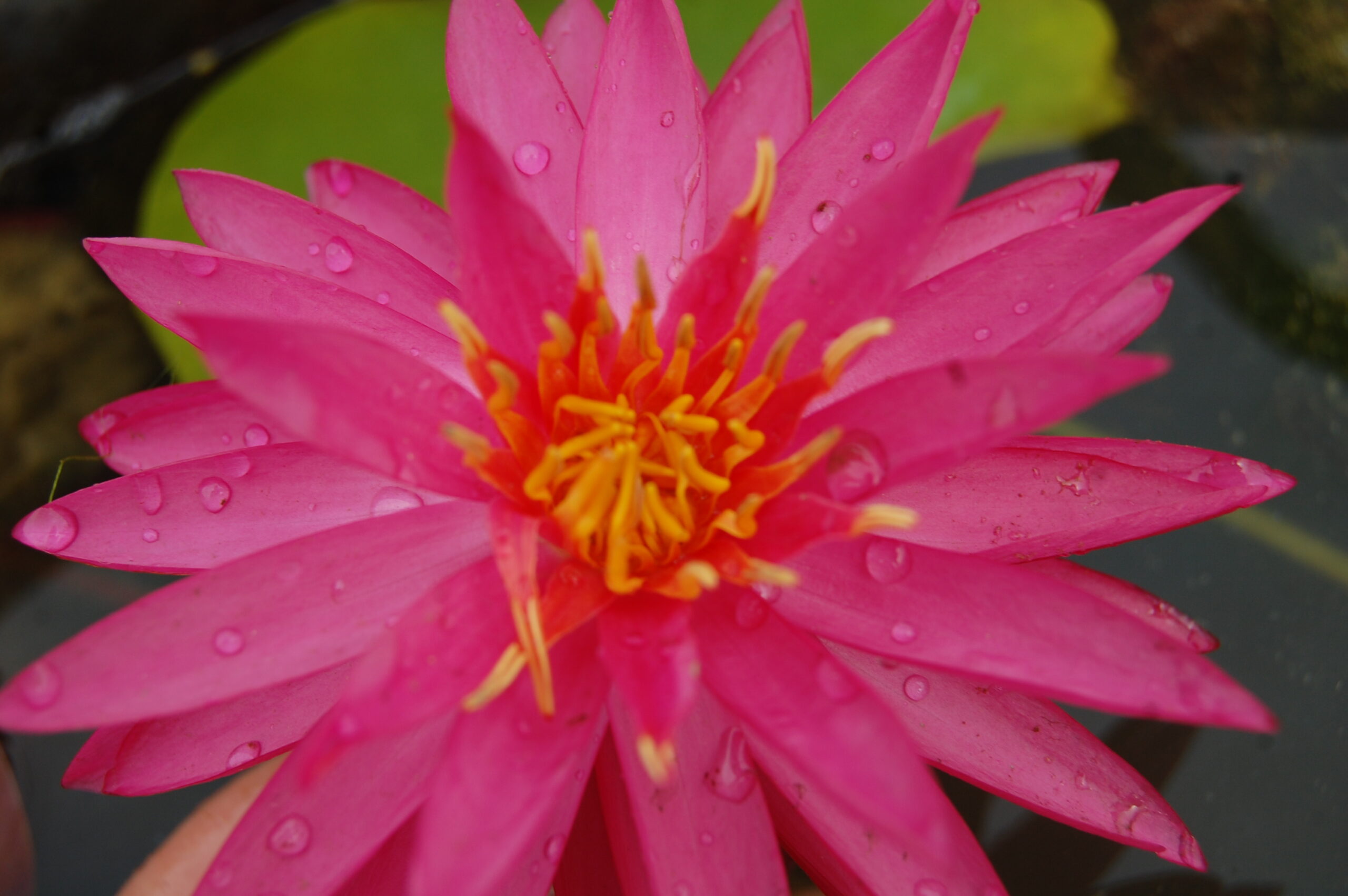 acheter nymphaea Cheyenne for sale buy on line (9)
