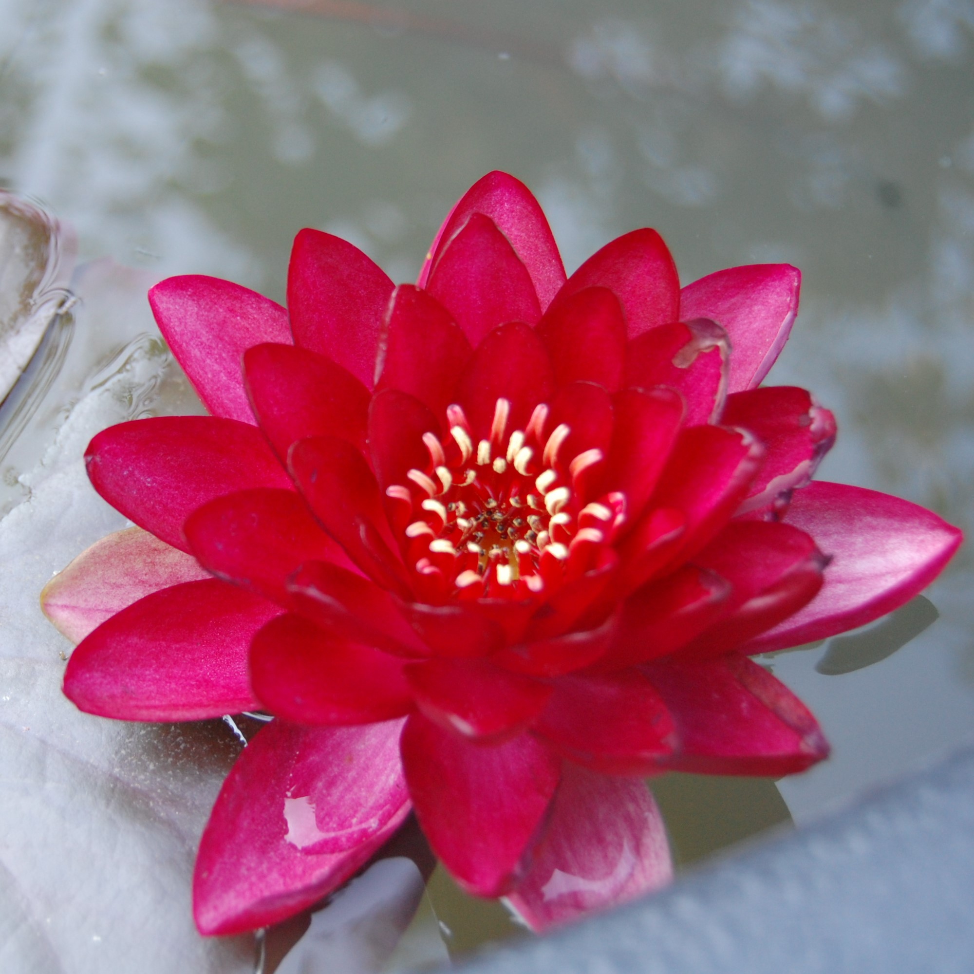 acheter nymphaea Hataï Tip for sale buy on line (1)