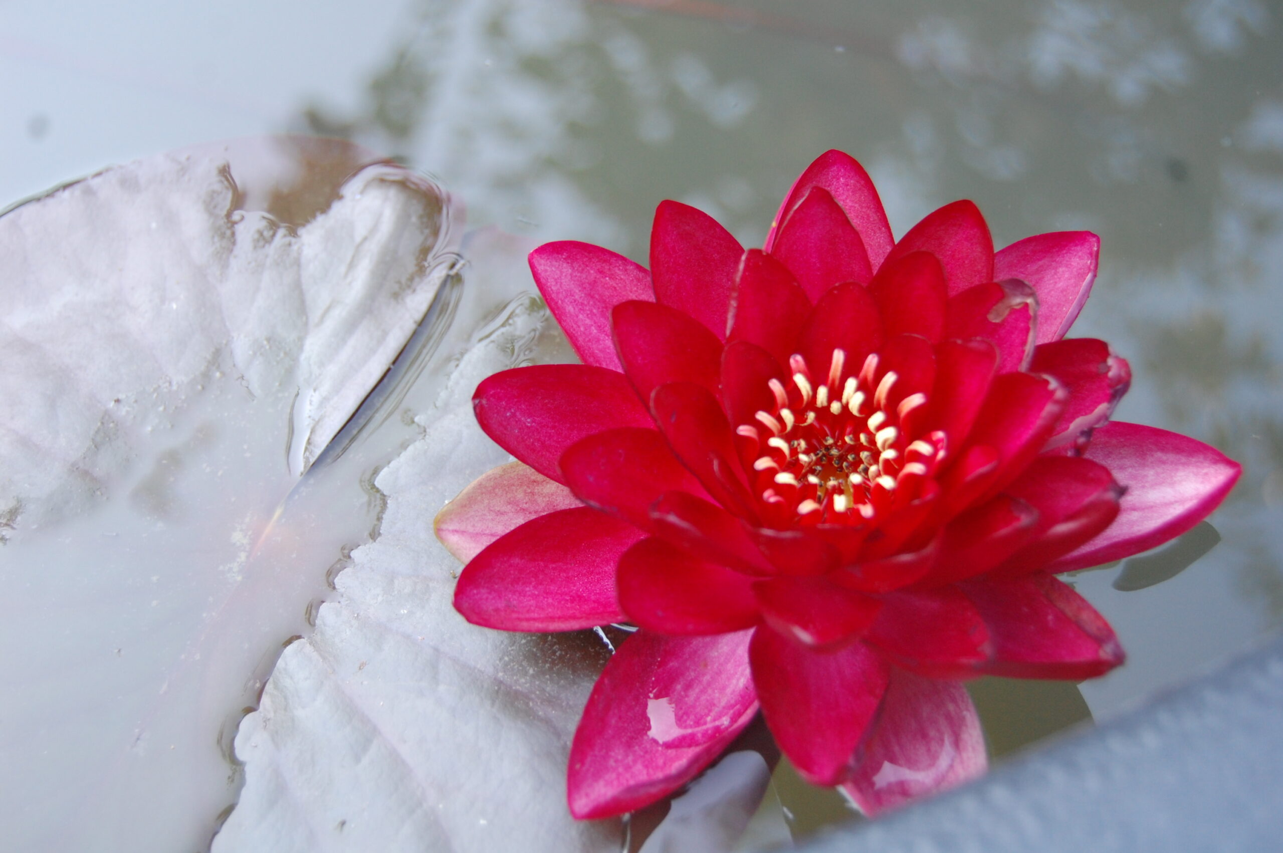 acheter nymphaea Hataï Tip for sale buy on line (2)