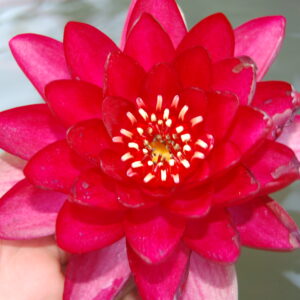 acheter nymphaea Hataï Tip for sale buy on line (3)