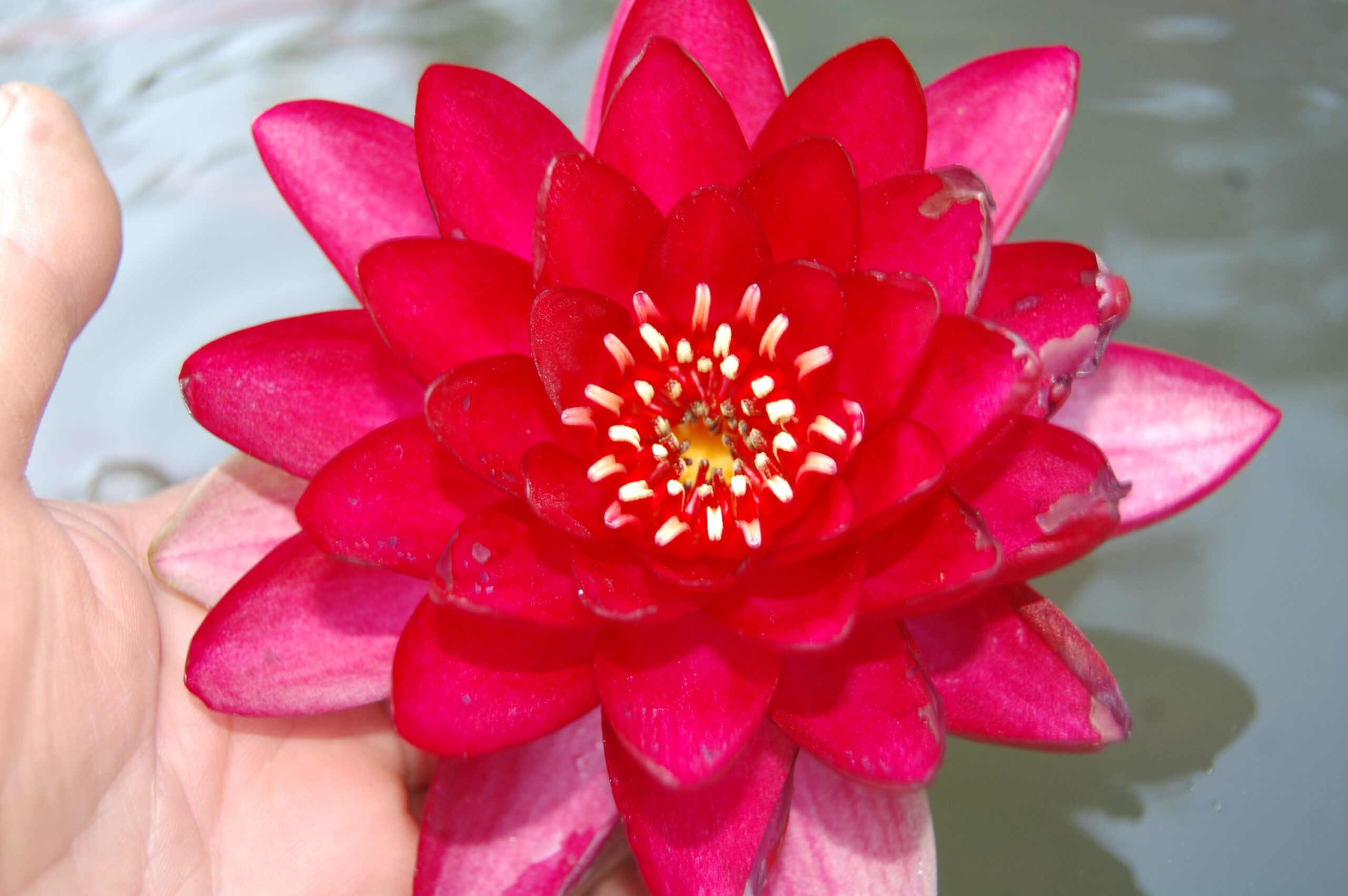 acheter nymphaea Hataï Tip for sale buy on line (3)
