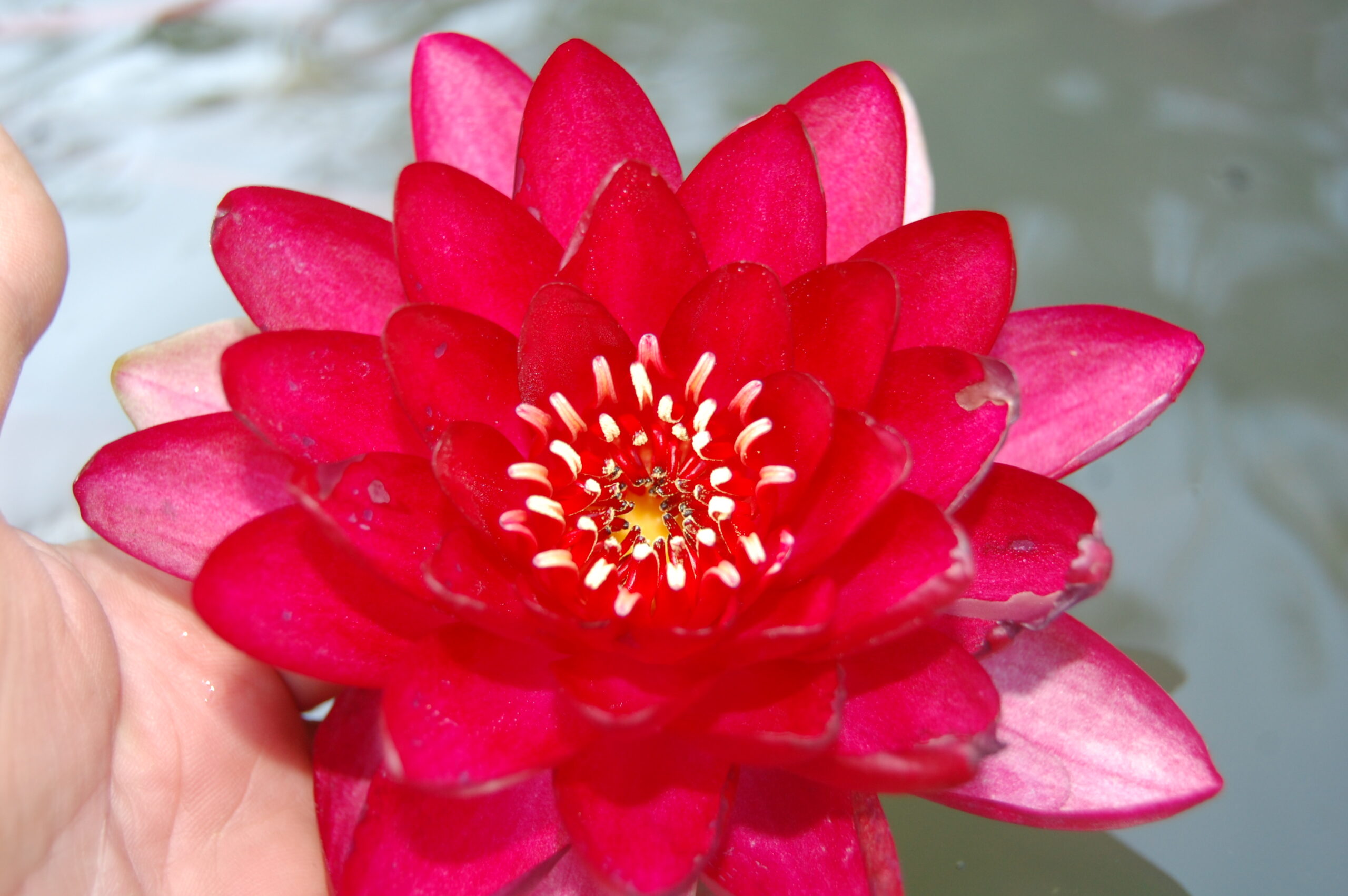 acheter nymphaea Hataï Tip for sale buy on line (4)