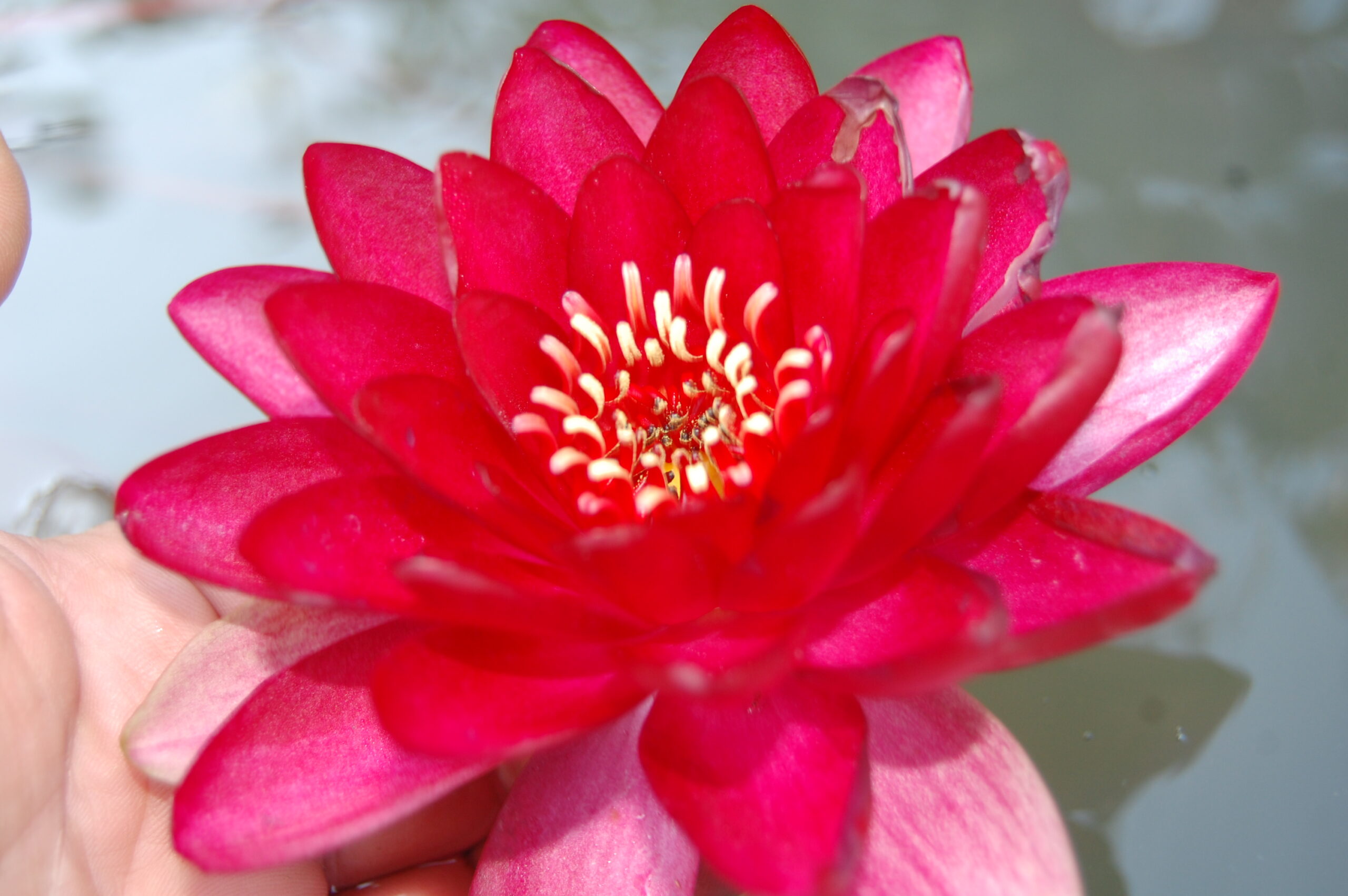 acheter nymphaea Hataï Tip for sale buy on line (5)