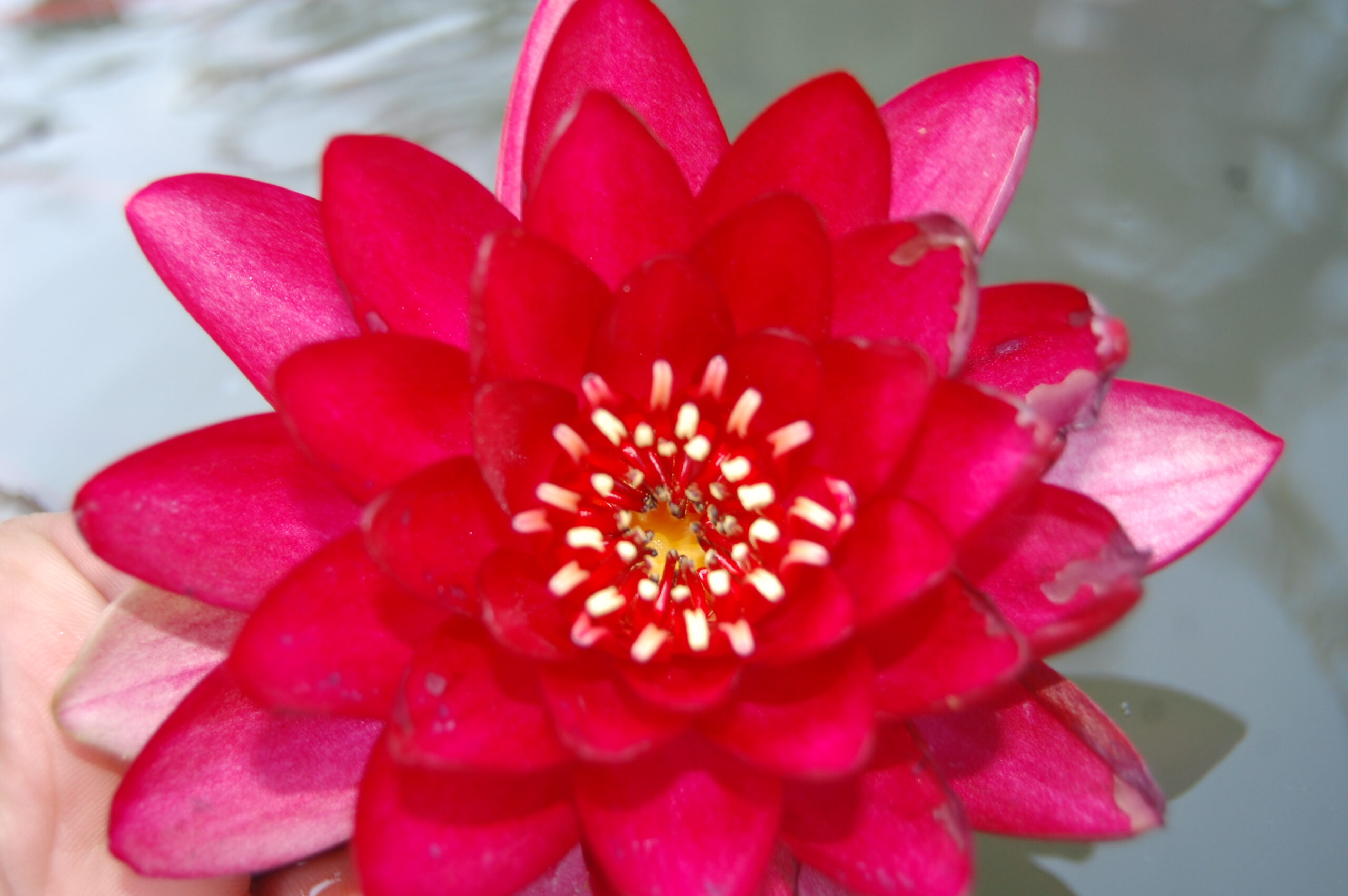 acheter nymphaea Hataï Tip for sale buy on line (6)