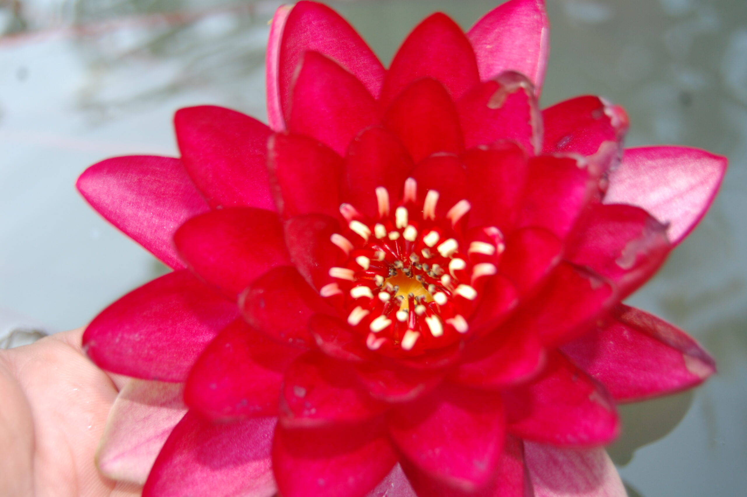 acheter nymphaea Hataï Tip for sale buy on line (7)