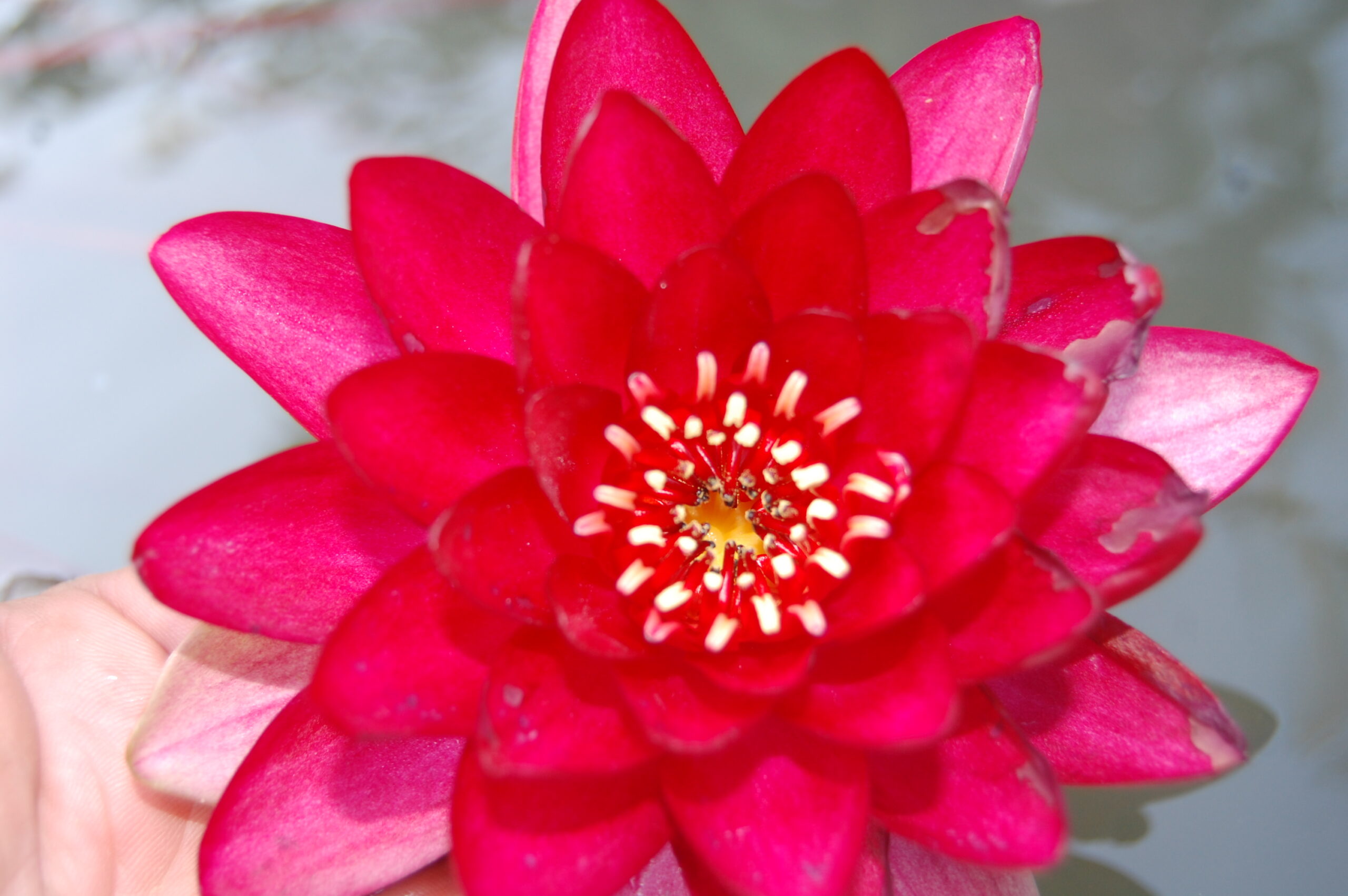 acheter nymphaea Hataï Tip for sale buy on line (8)