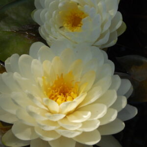 acheter nymphaea Manlika for sale buy on line (13)