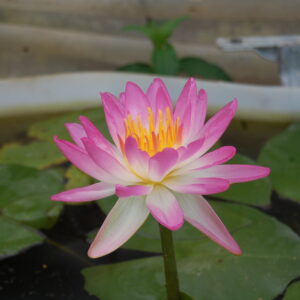 acheter nymphaea Pink Explosion for sale buy on line (1)